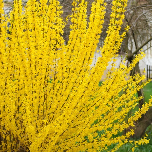 Goldglöckchen Lynwood-2 Heckenpflanze Goldglöckchen Forsythie gelbe Blüten im Frühling