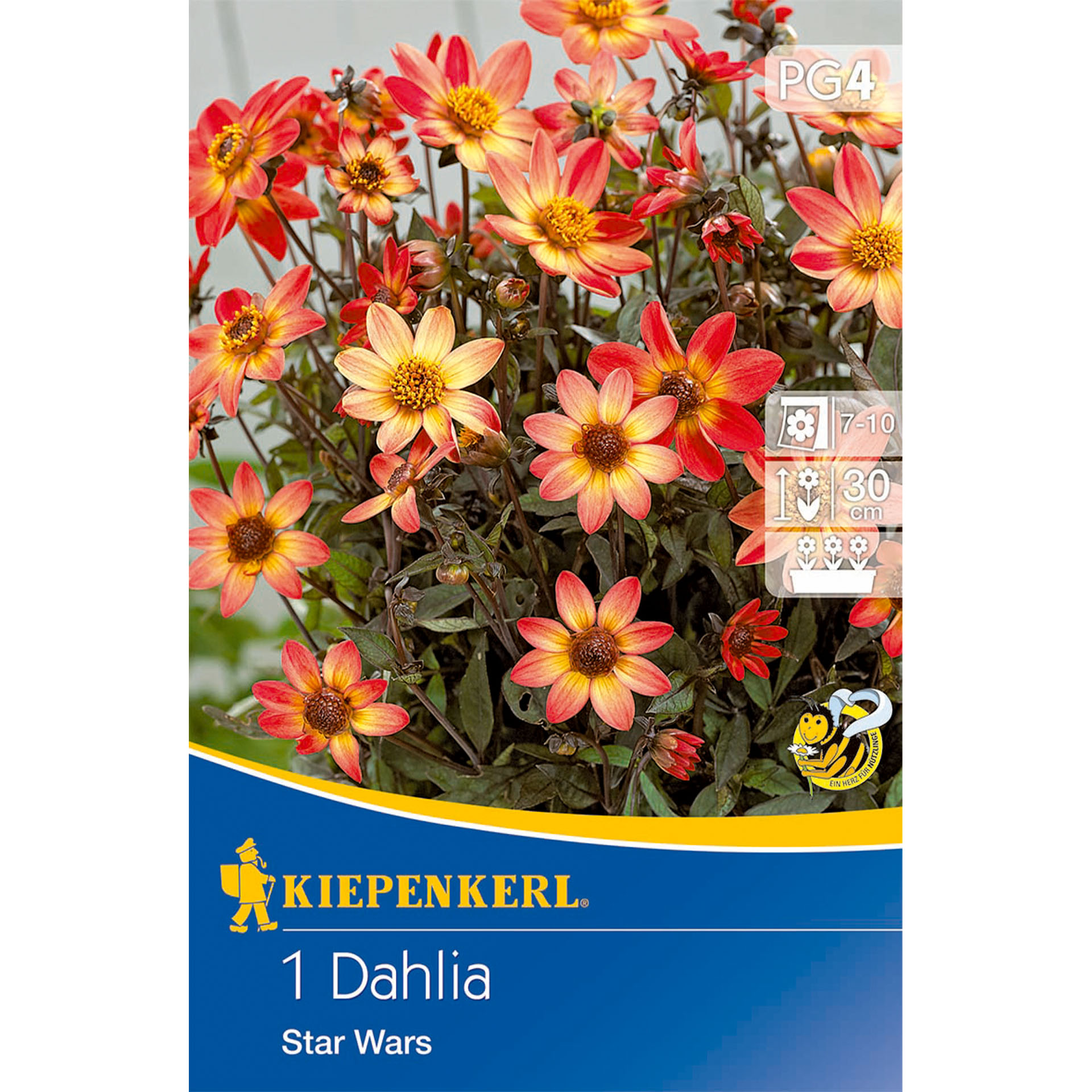 Blume, Pflanze, Gänseblümchen, Werbung, Plakat