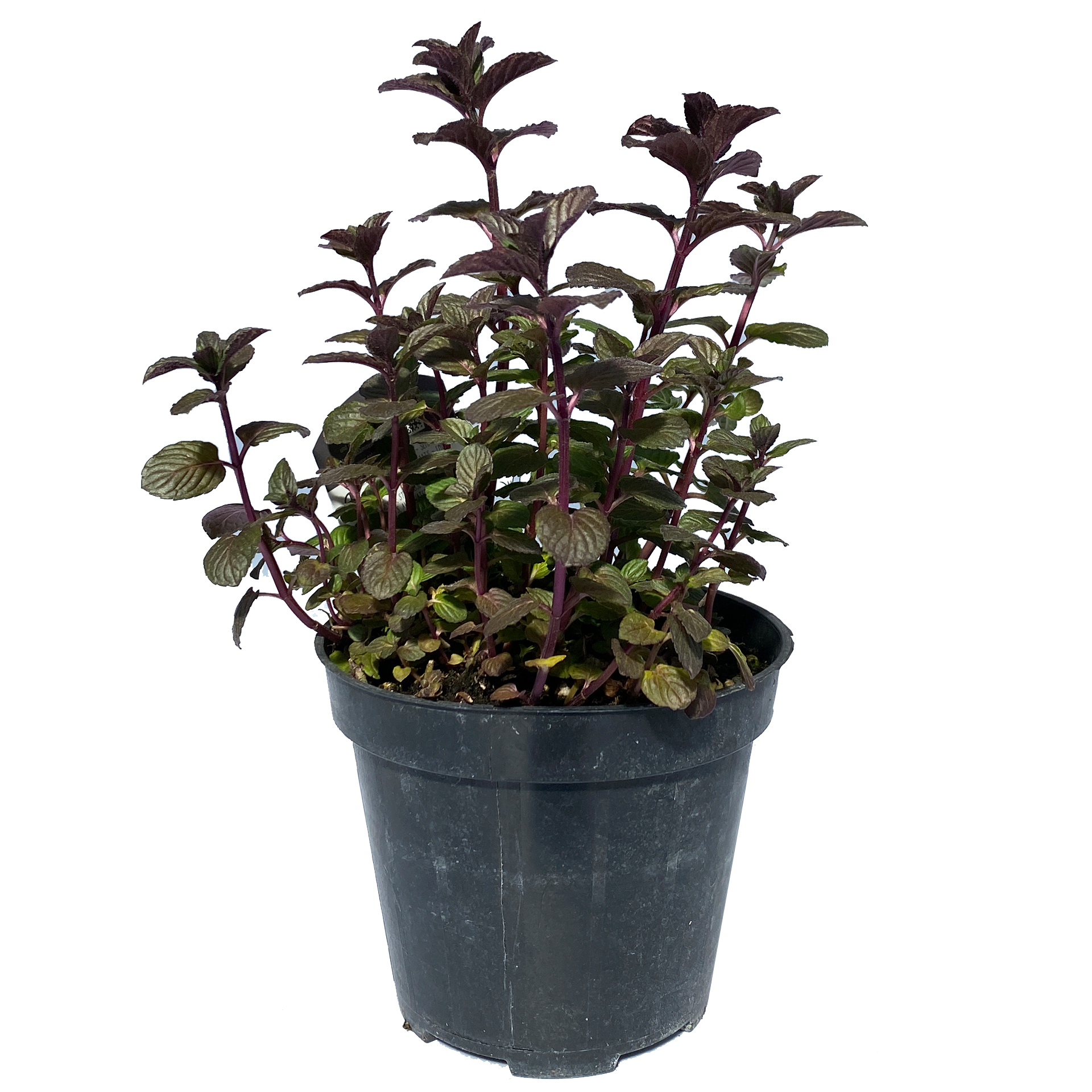 Pflanze, Kräuter, Topfpflanze, Kräuterig, Blatt