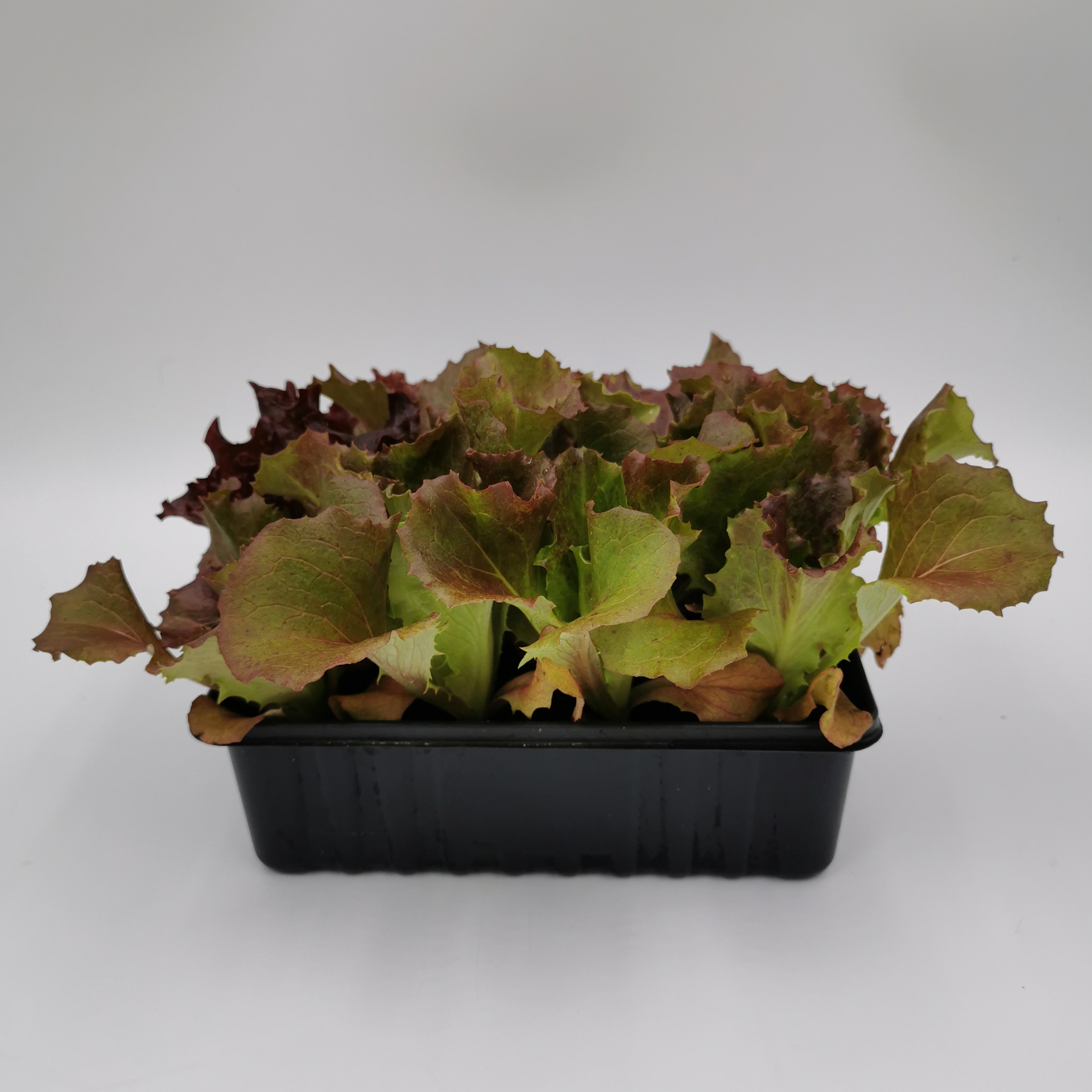 Eissalat rot - Salatpflanzen Schale 12er Eissalat rot - Salatpflanzen Schale 12er