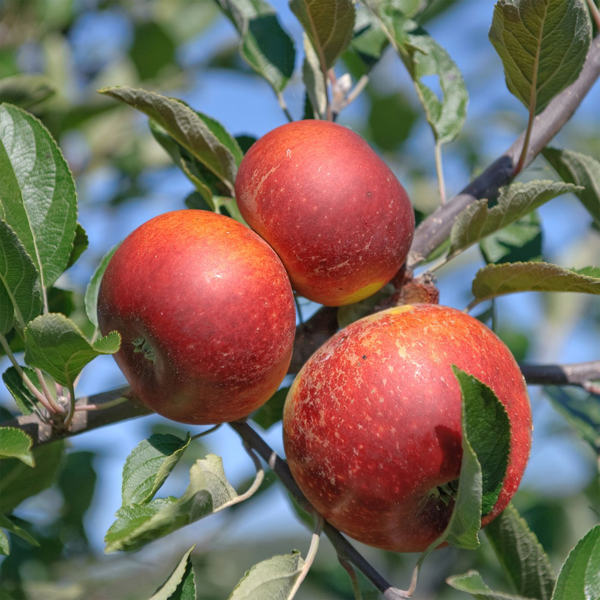 Apfel Ingrid Marie-2 Apfel Jonagold Apfelbaum Apfel süß säuerlich