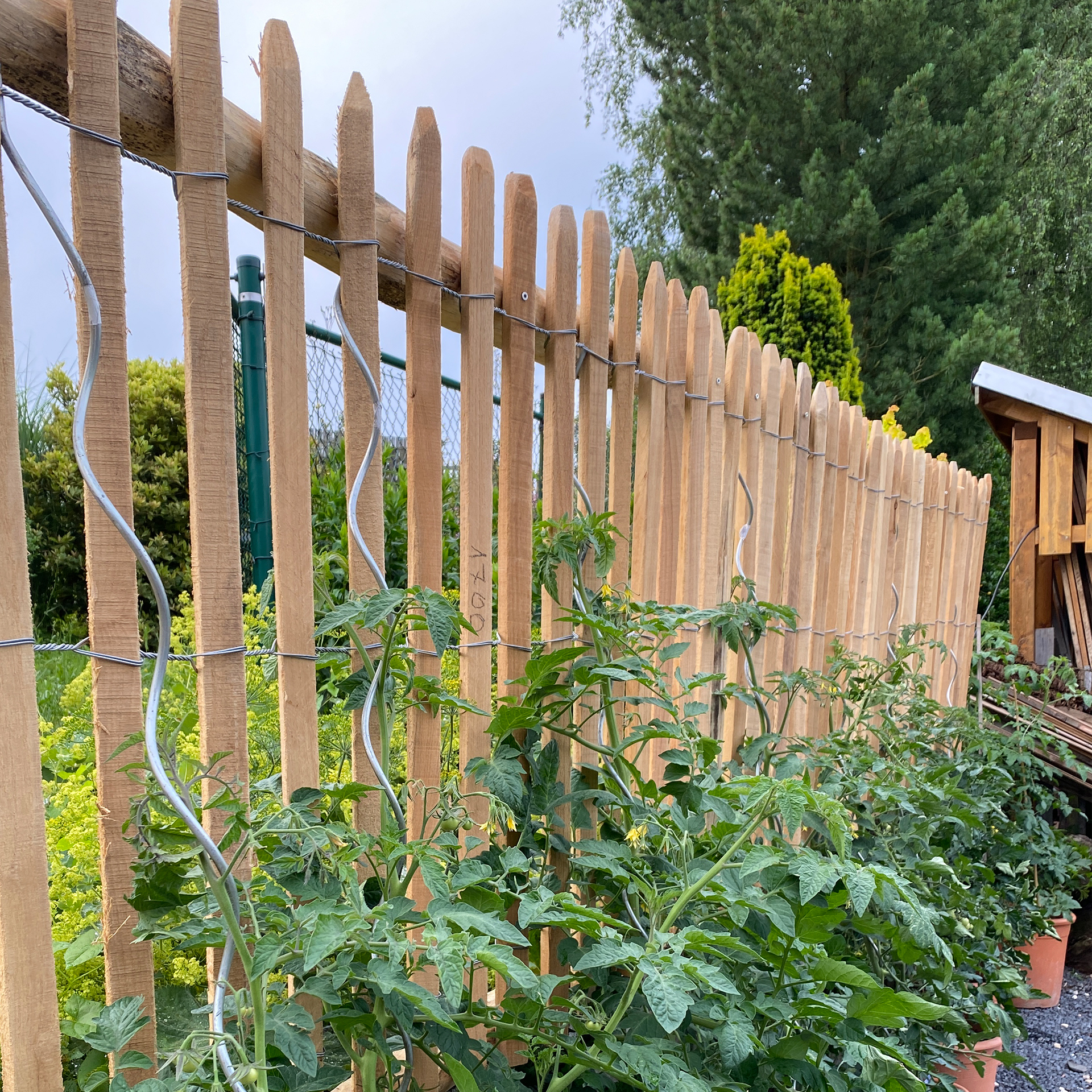 Staketenzaun als Rankhilfe für Tomaten