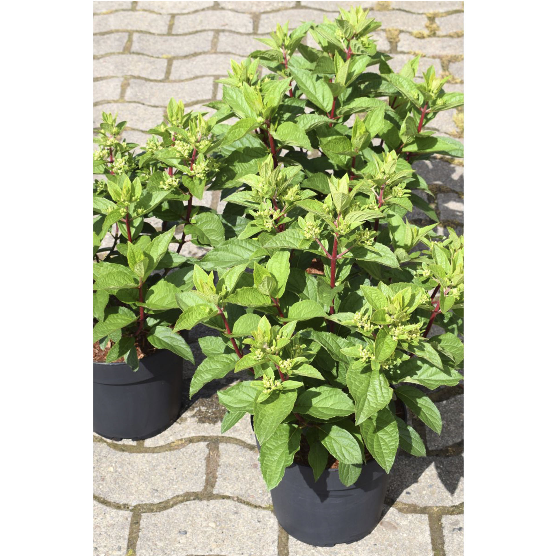 Pflanztopf mit Rispenhortensie Pinky Winky