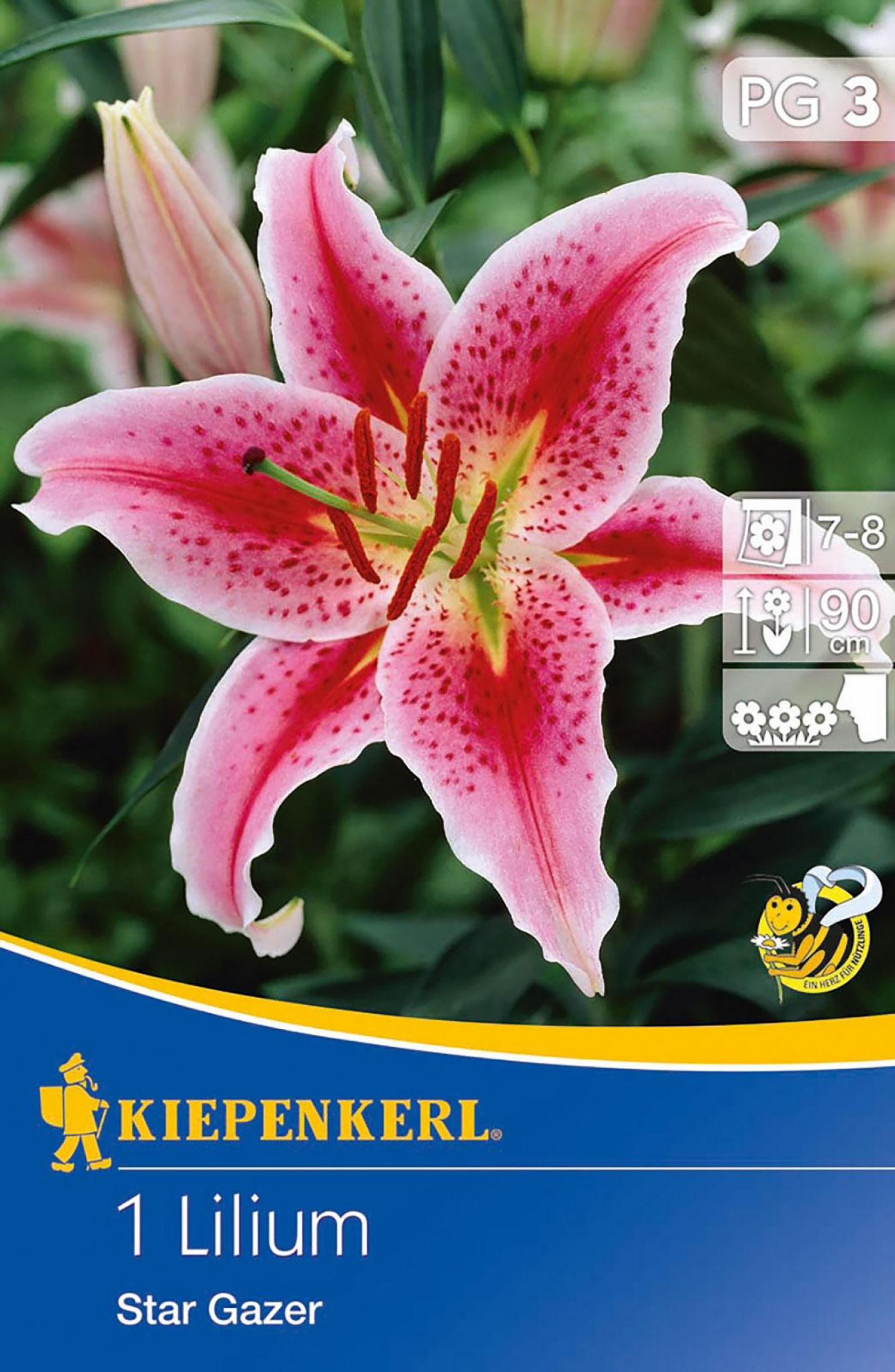 Oriental-Lilie 'Stargazer', Blumenzwiebeln Oriental-Lilie 'Stargazer', Blumenzwiebeln