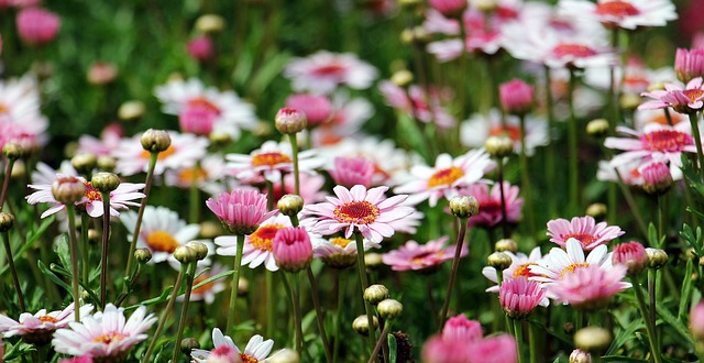 rosa und weiß blühende margeriten