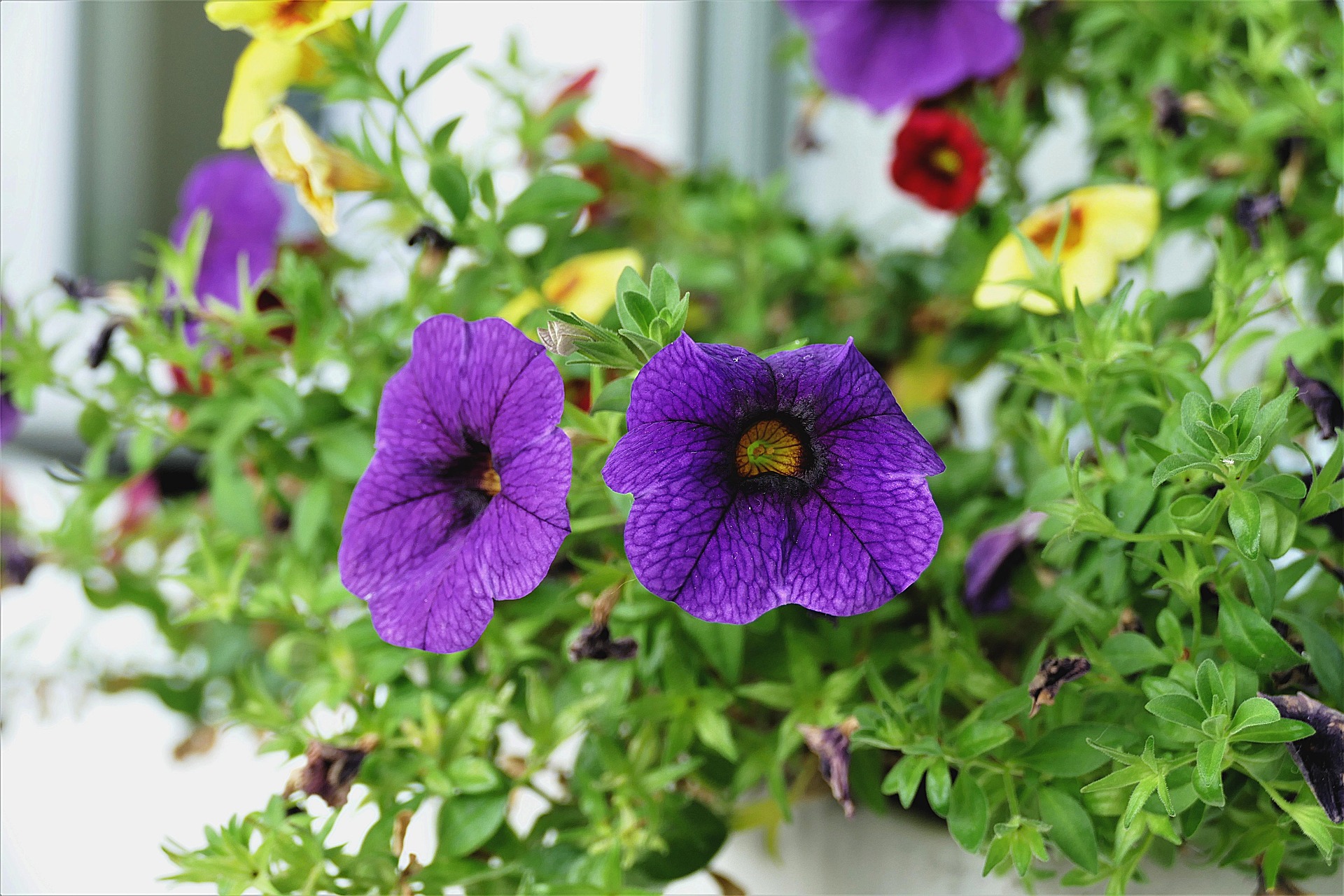 hängende sommerblumen calibrachoa calibrachoa-sommerblumen