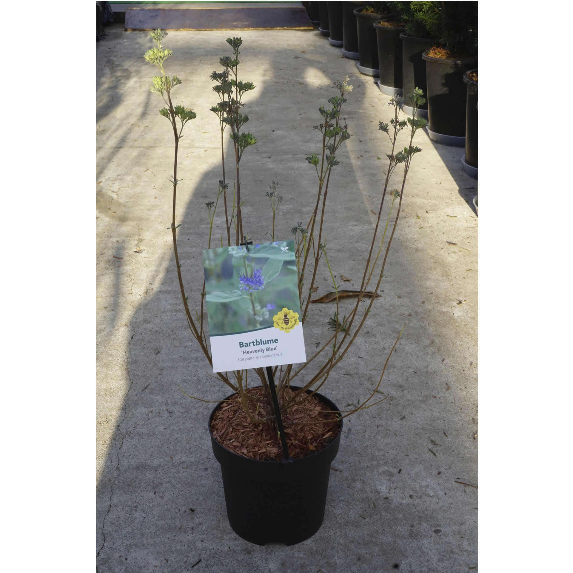 Pflanztopf mit Bartblume und Pflanzenstecker