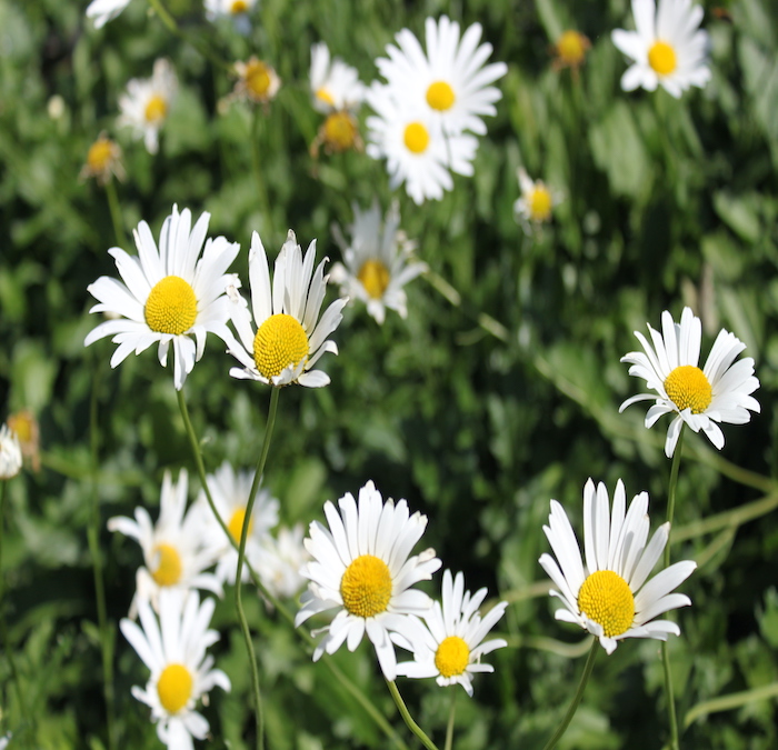 Blume, Kamille, Gänseblümchen, Weiß, Gelb