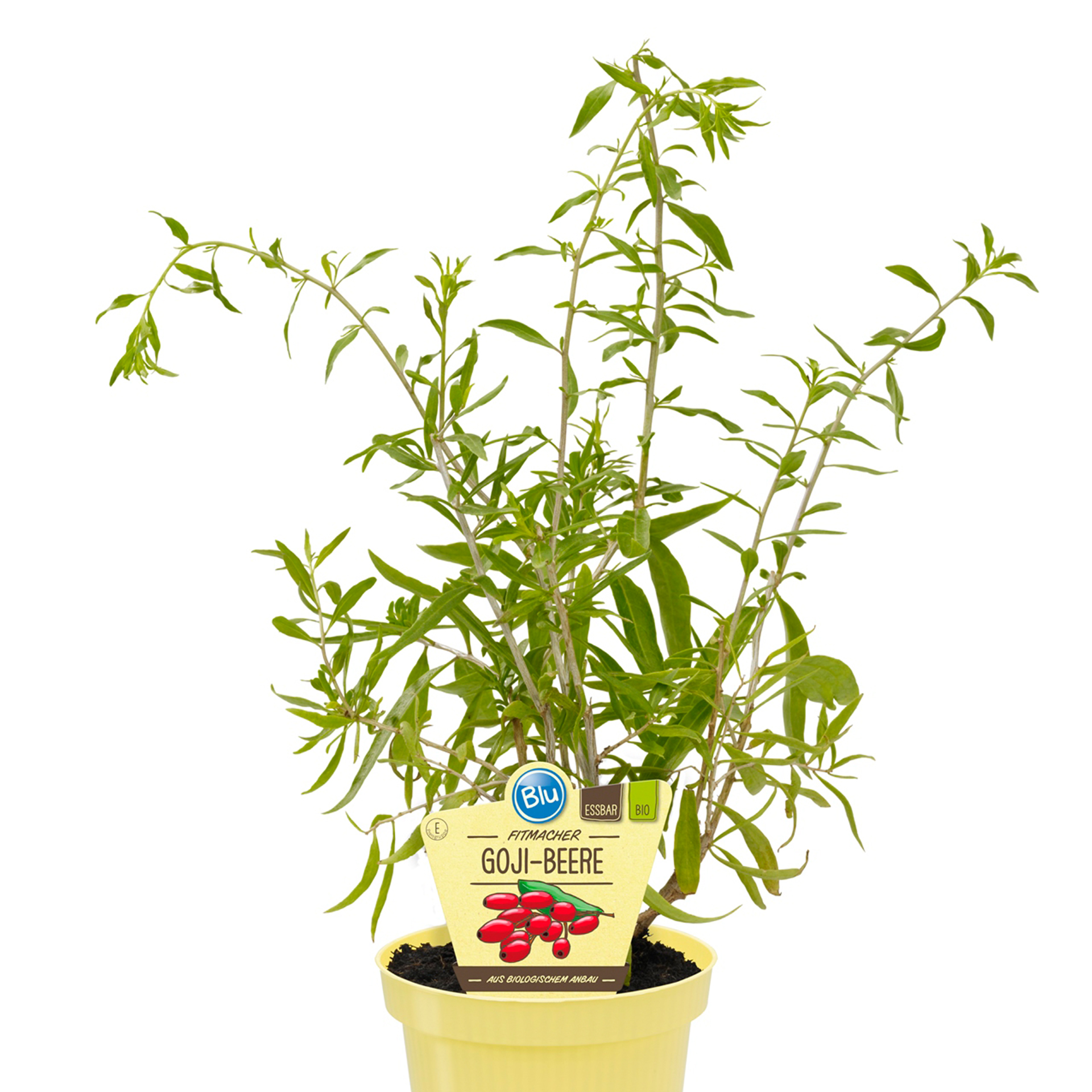 BIO Goji-Beere - Lycium barbarum, 12cm Topf