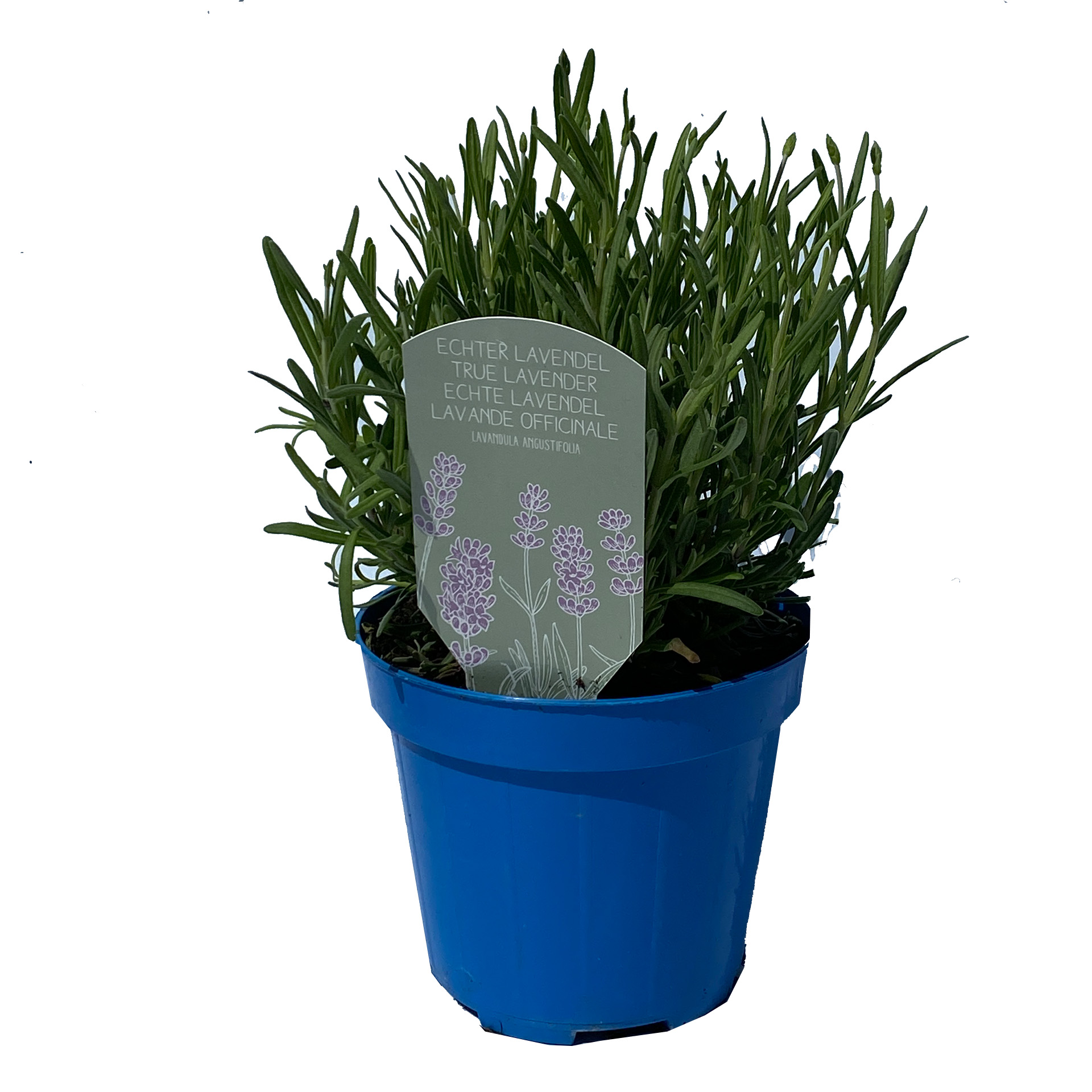 Lavendel - Lavandula angustifolia 'Hidcote Blue', 14cm Topf Lavendel - Lavandula angustifolia 'Hidcote Blue', 14cm Topf