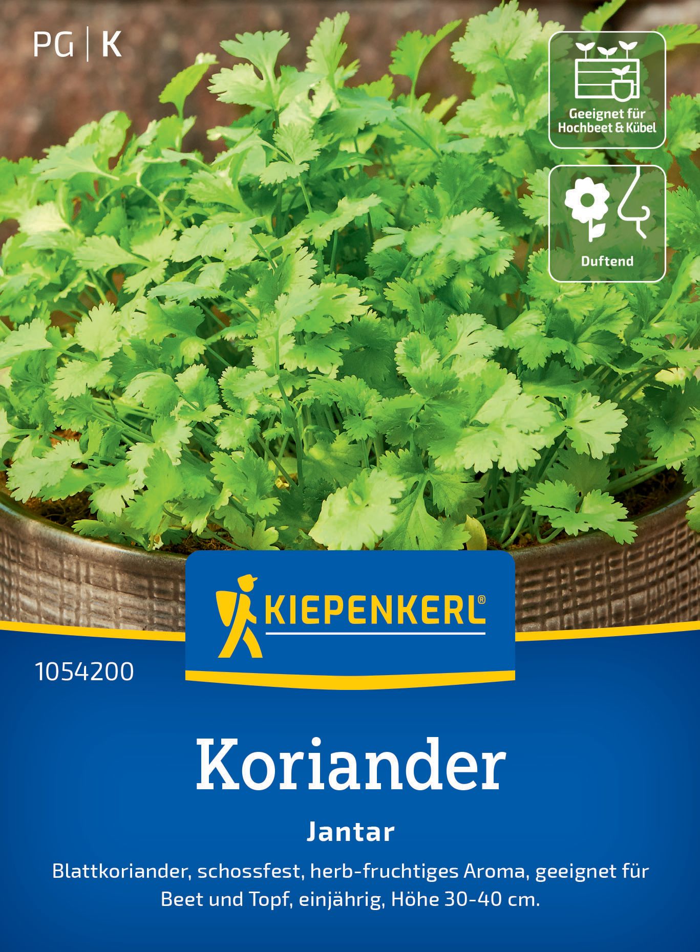 Koriander Jantar Pflanze, Koriander, Essen, Kräuter