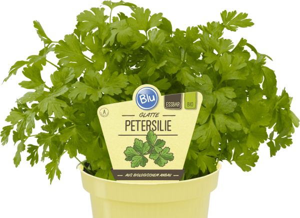 BIO Petersilie glatte