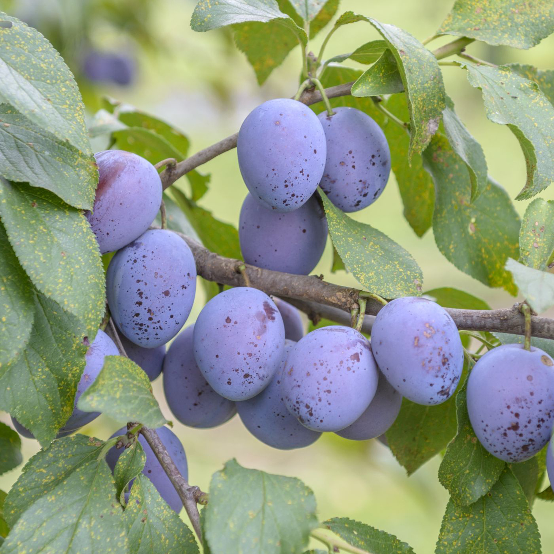 reife Früchte der Hauszwetsche am Baum hängend