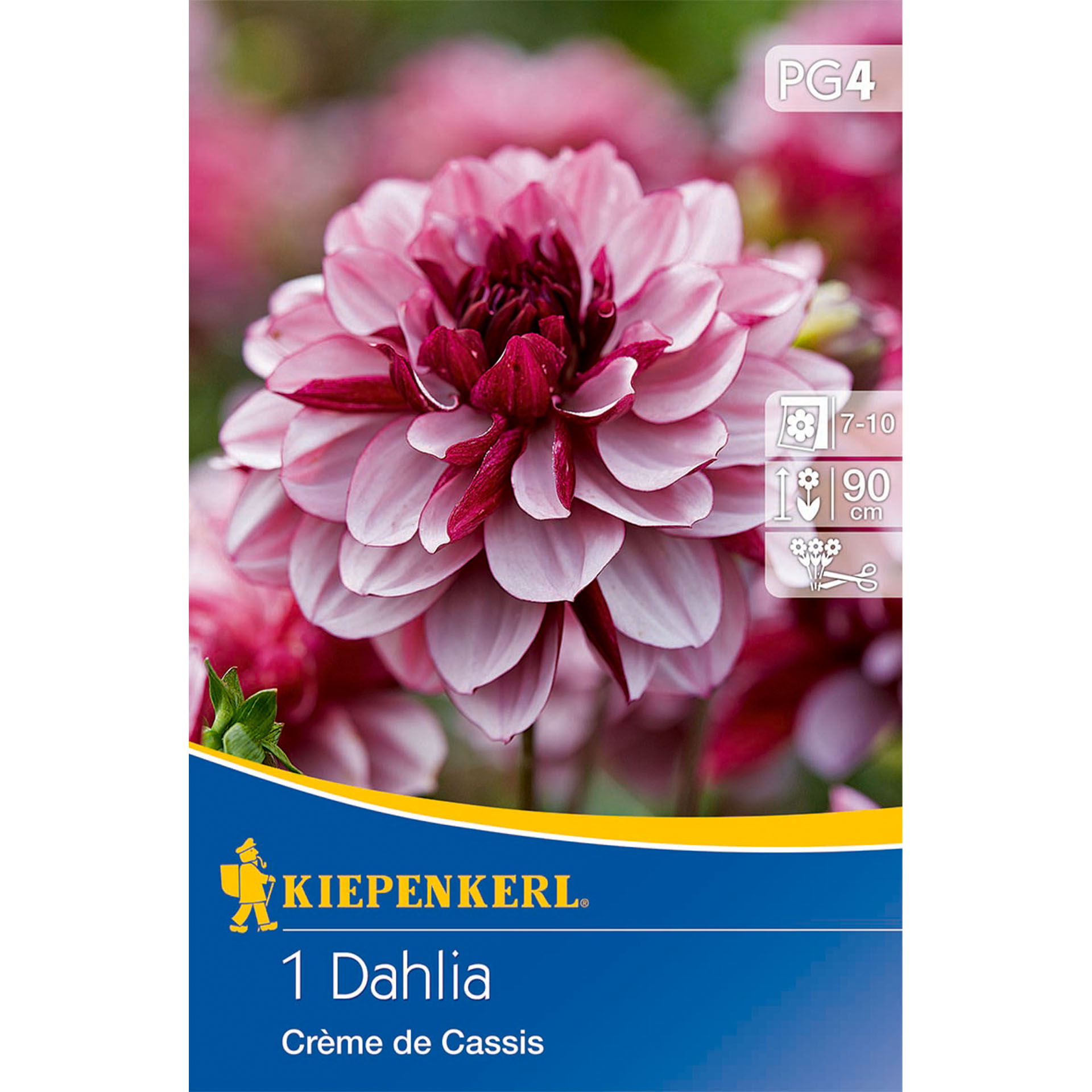 Seerosen-Dahlie 'Crème de Cassis', Blumenzwiebeln Dahlie, Blume, Werbung, Plakat, Rose