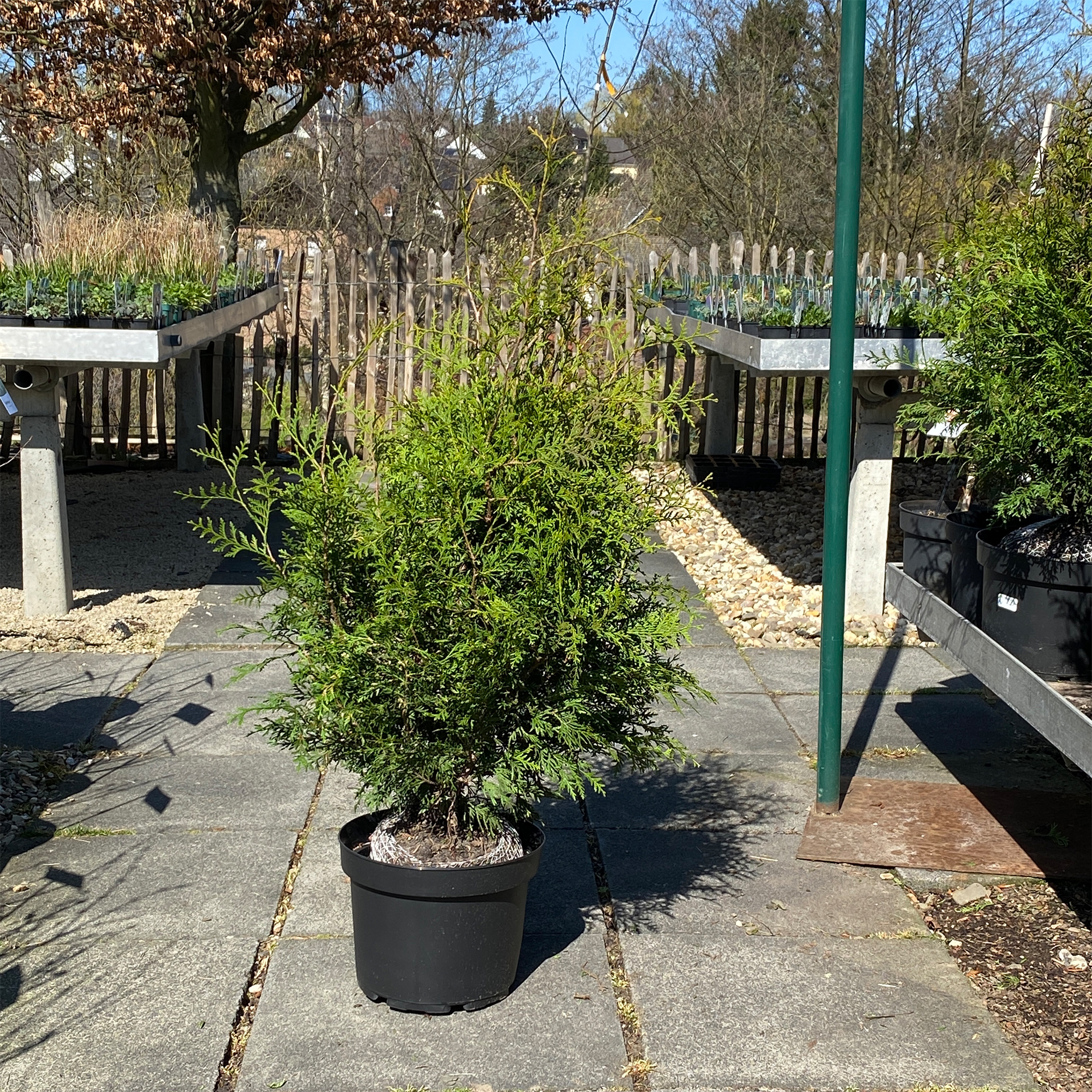 Thuja Brabant Thuja Brabant Lebensbaum Konifere immergrün Sichtschutz
