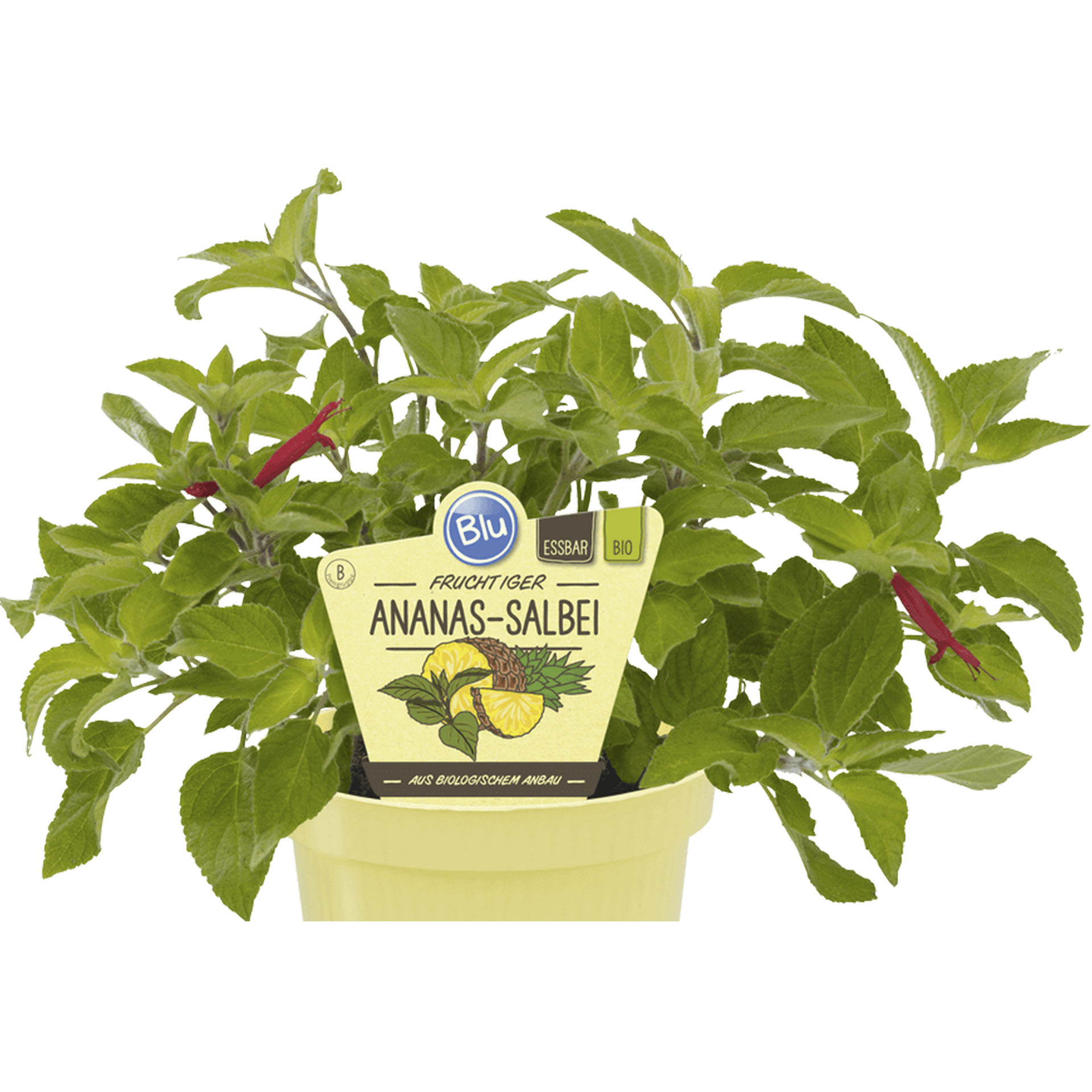 Pflanztopf mit Ananas-Salbei und Pflanzenstecker