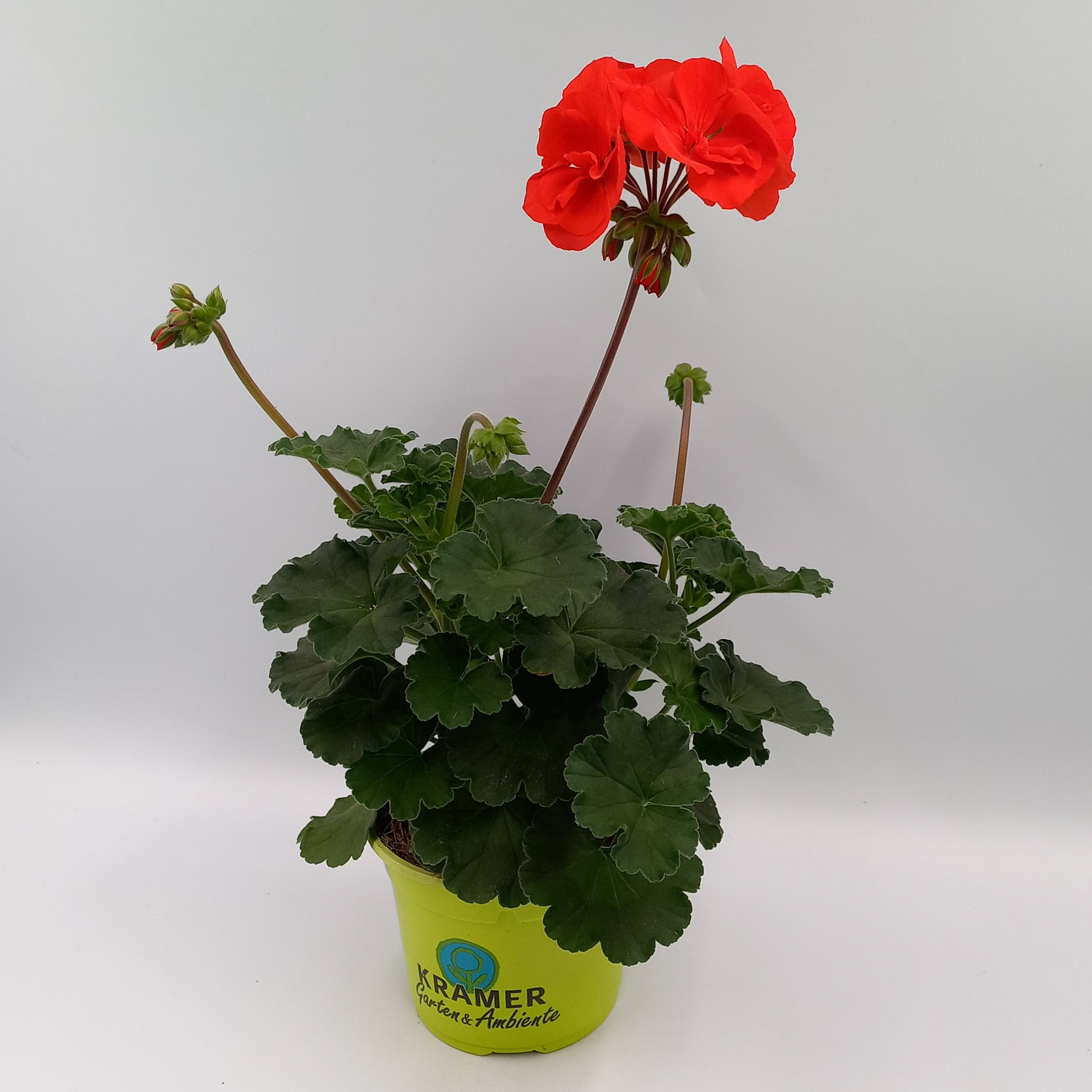 Geranie stehend 'Castello Ronja' - Pelargonium zonale, 12cm Topf Blume, Geranie, Pflanze, Pflanze im Topf