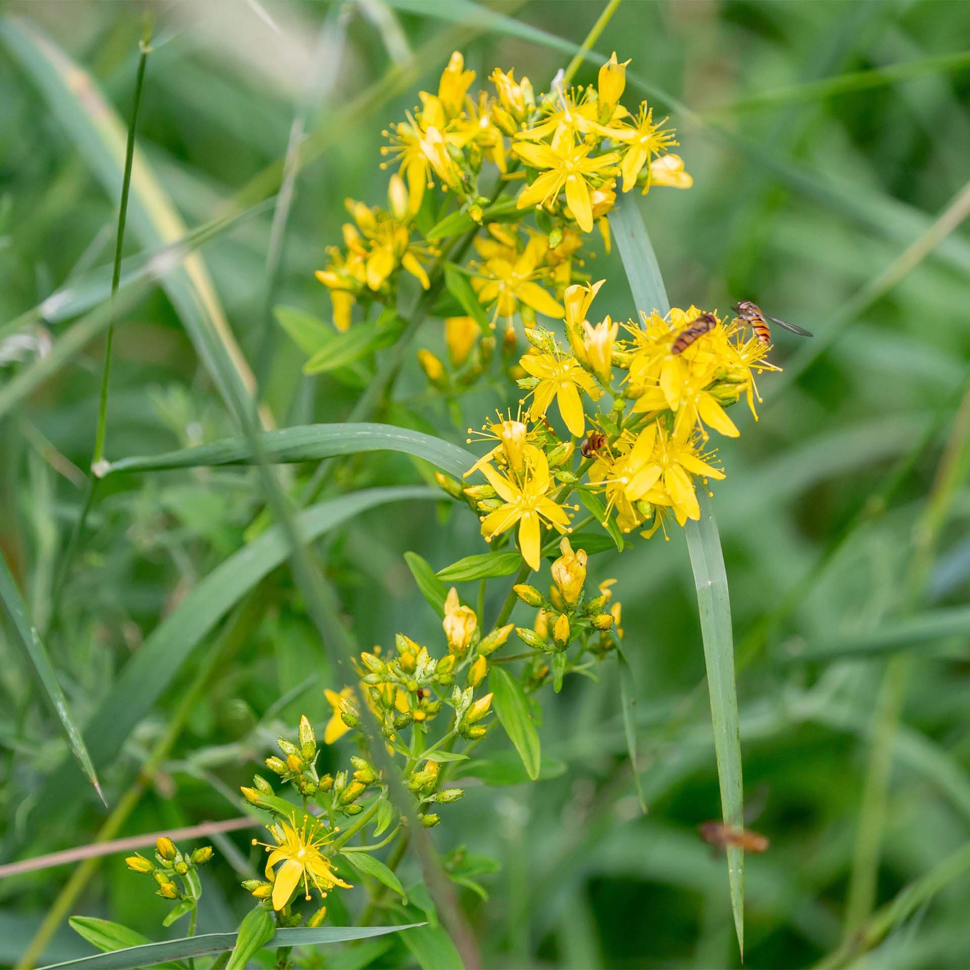 gelbe blüten an grünen stängeln, Biene, Wespe, Blütenstaub, Apiden, Honigbiene, gelbe Blüten, Wildblumen, Gras, Bestäuber, Biene, gelbe Blüten, Wildpflanzen, Gras, Insekten, Bestäuber