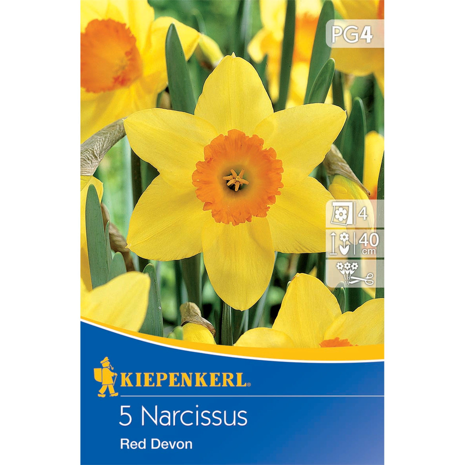 Narzisse 'Red Devon', Blumenzwiebeln Narzisse 'Red Devon', Blumenzwiebeln