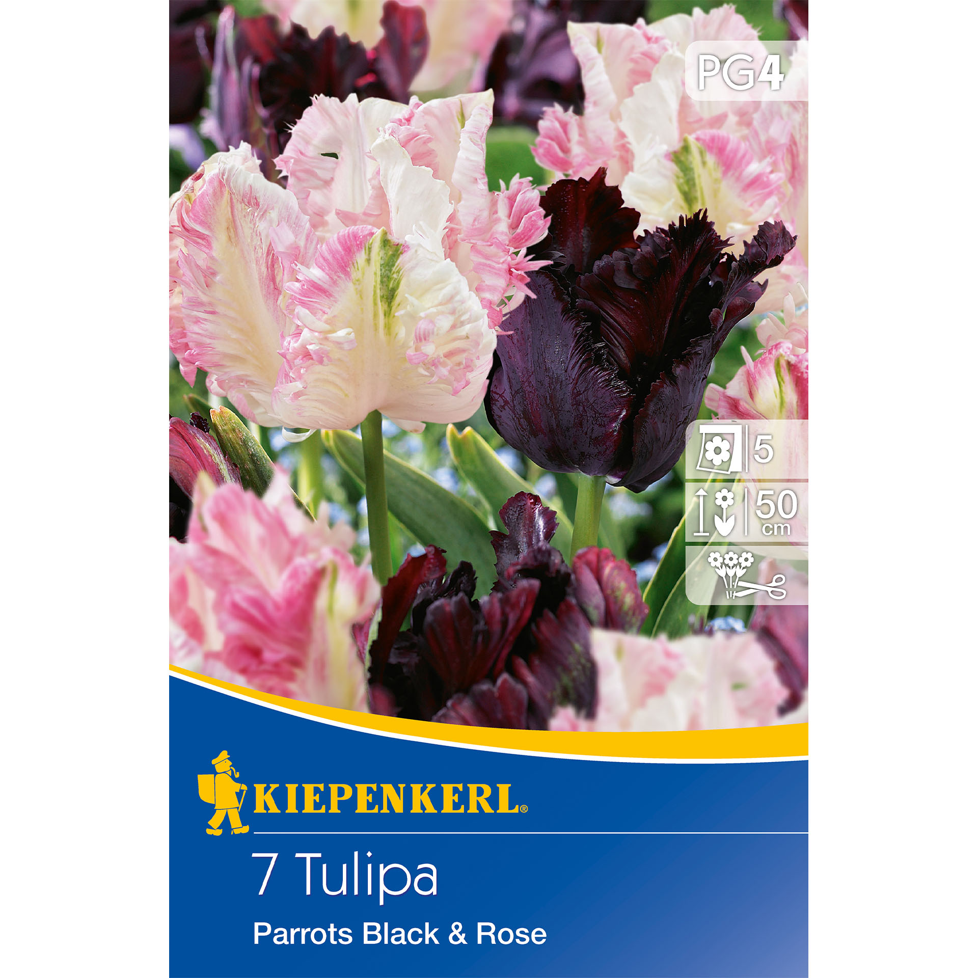 Tulpe 'Parrots Black & Rose', Blumenzwiebeln Blume, Werbung, Plakat, Rose, Blütenblatt