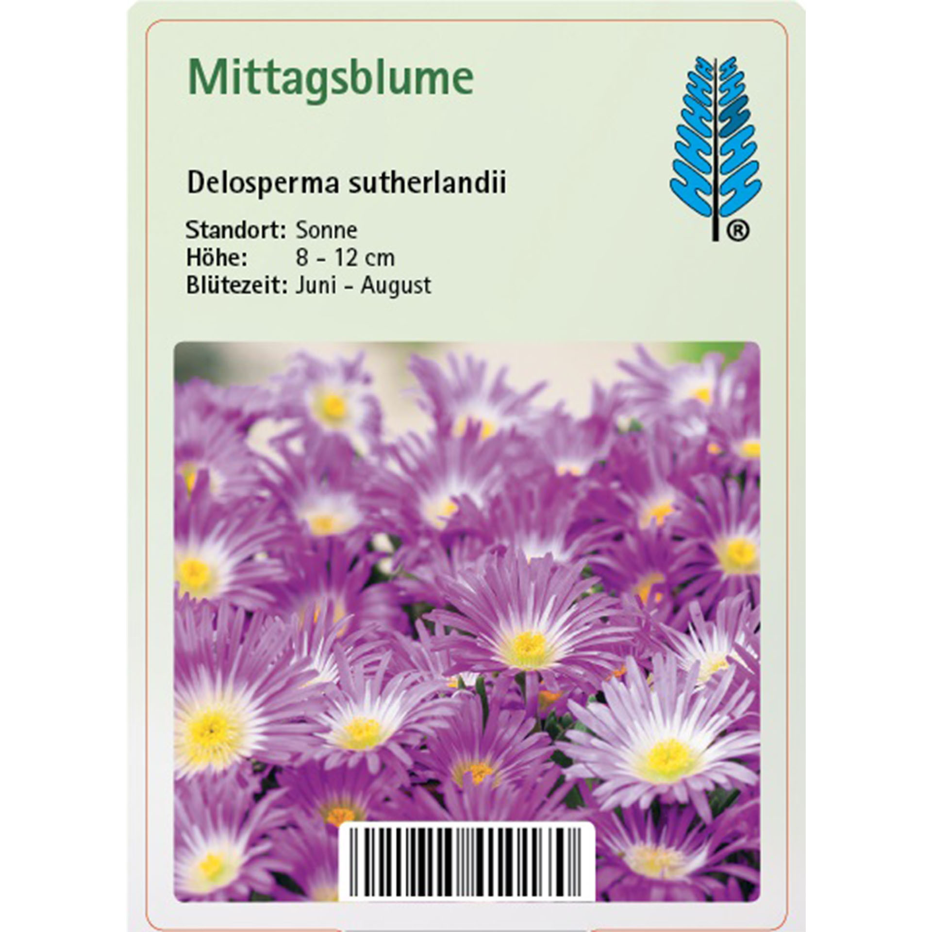 Mittagsblume - Delosperma sutherlandii Gänseblümchen, Blume, Pflanze, Purpur, Text