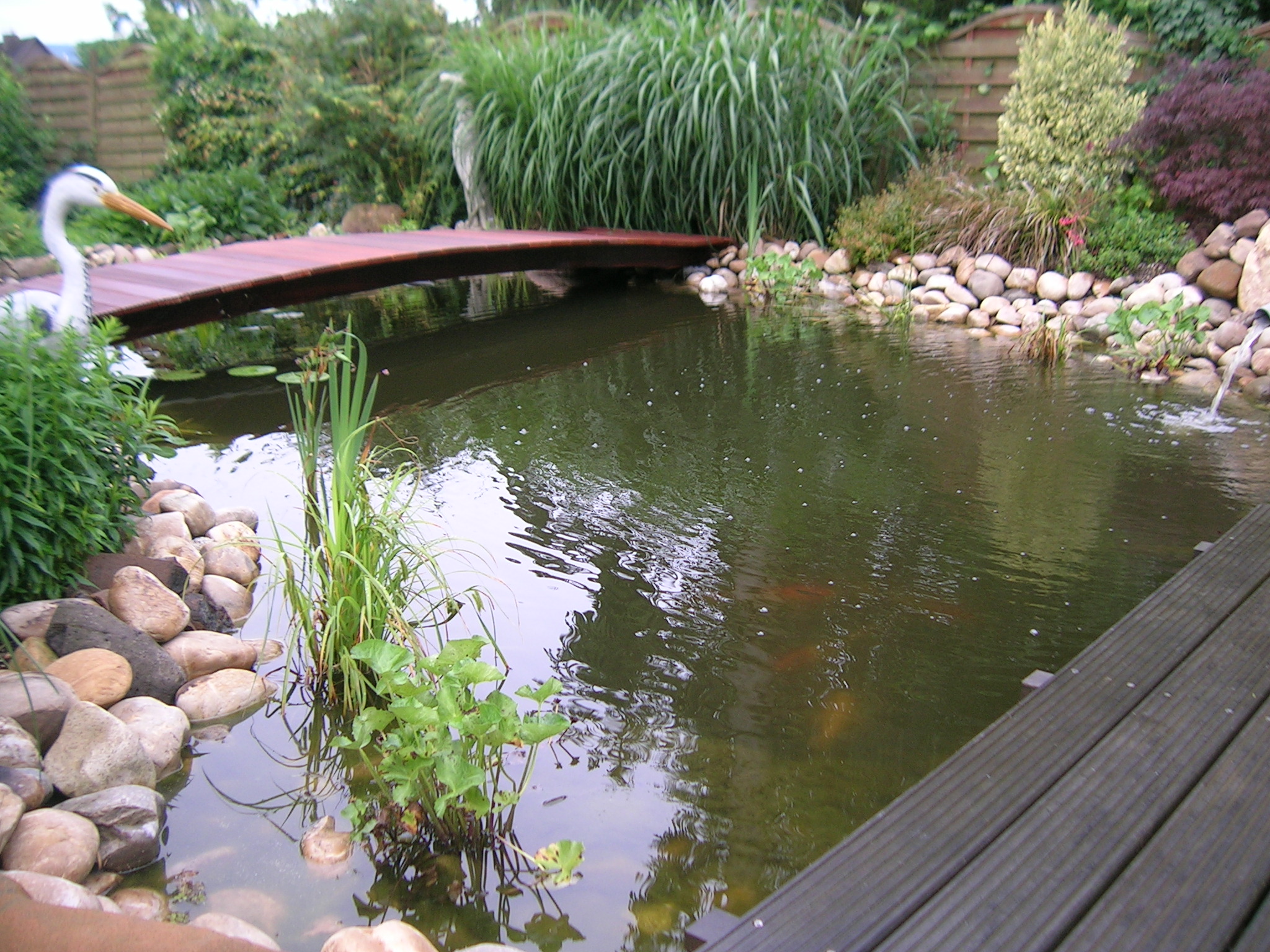 Natur, Draußen, Teich, Wasser, Pflanze