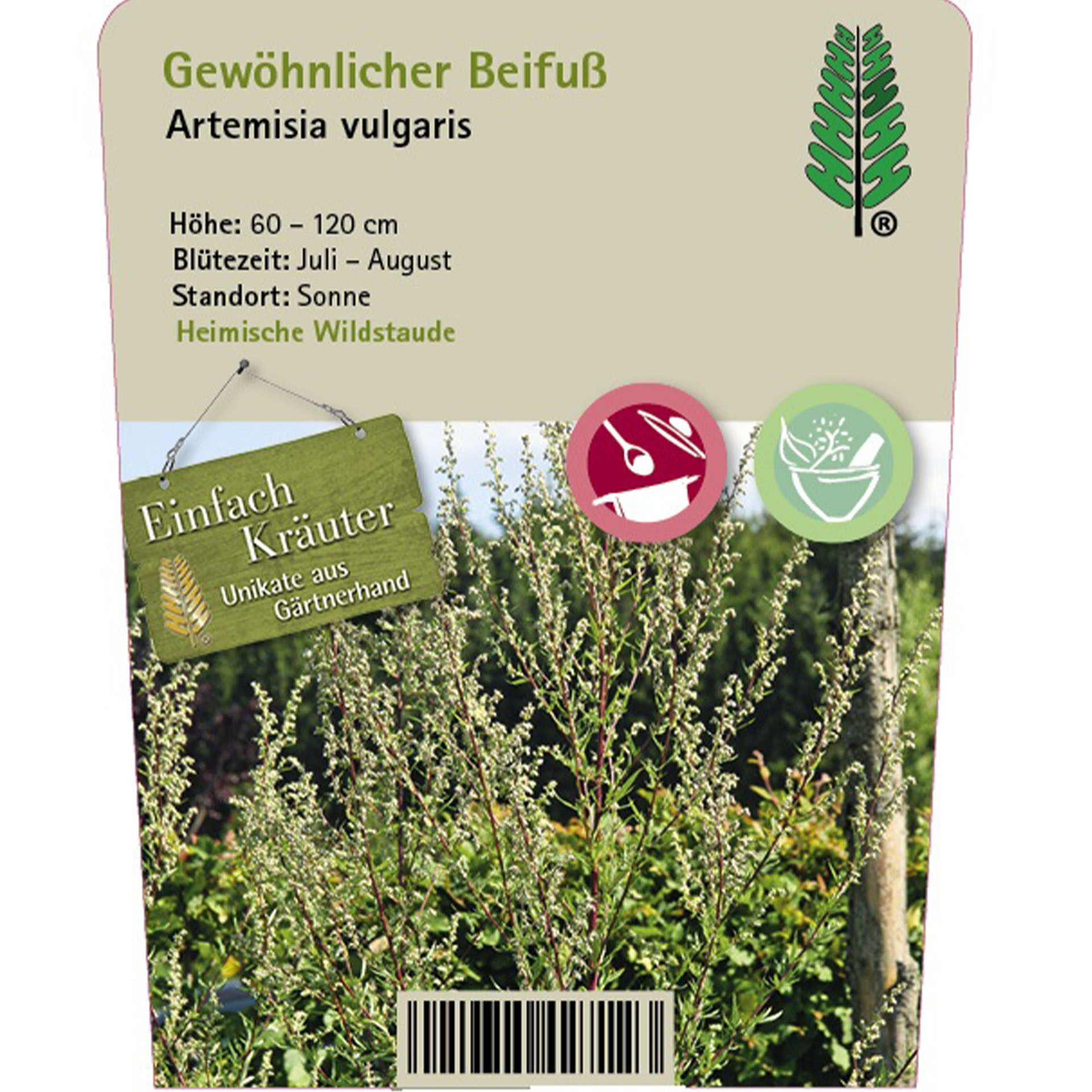 Kräuterig, Kräuter, Pflanze, Gras, Bewuchs