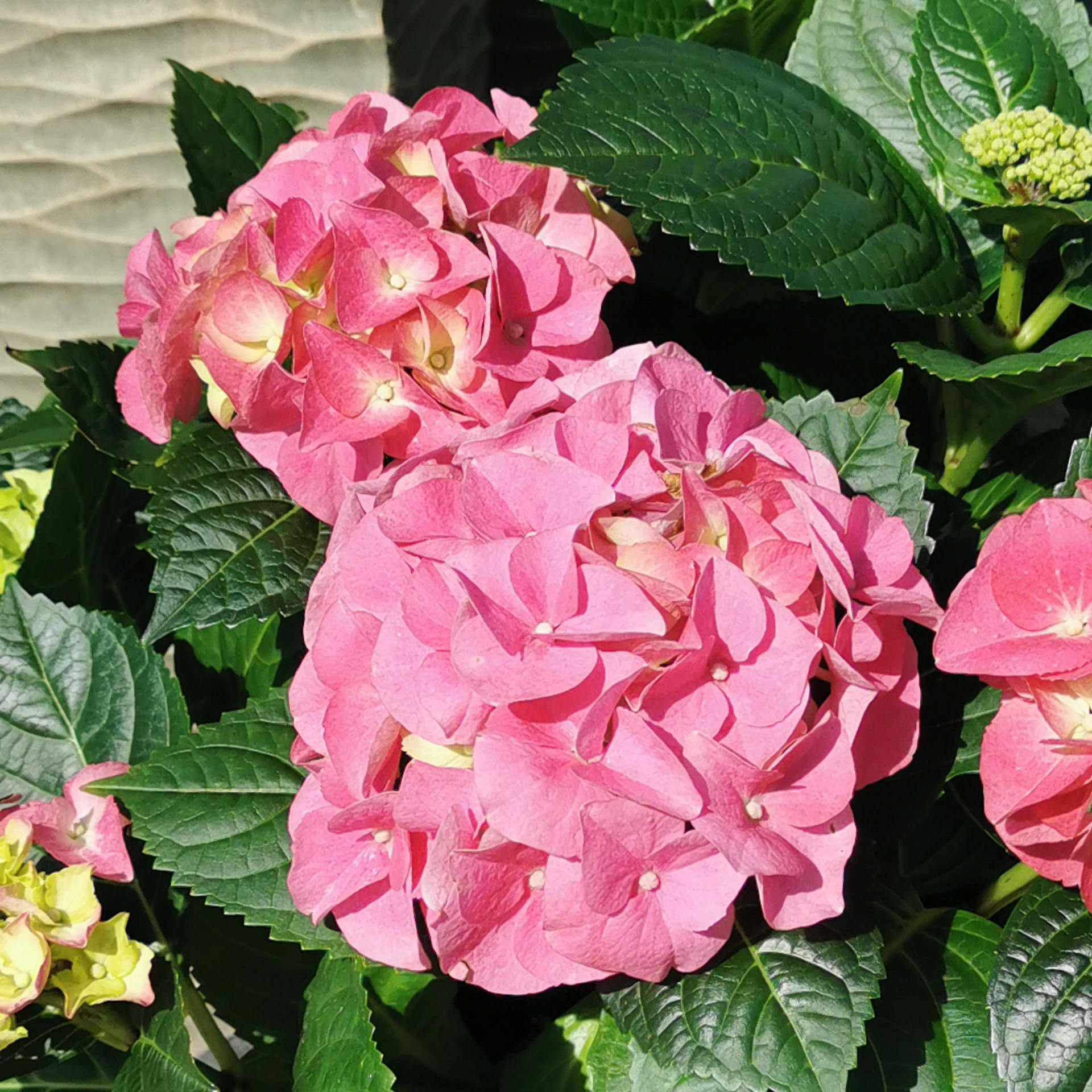 Hortensie macrophylla rosa  mit ballförmigen Blütenstanden Halbstrauch Sommerblüher