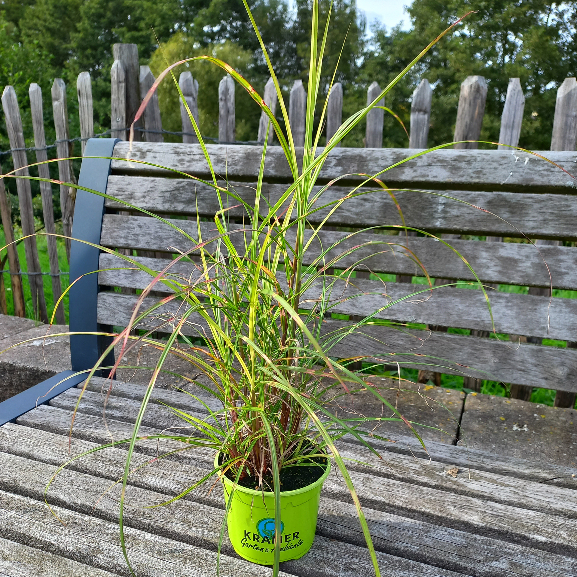 Chinaschilf/Zebra-Gras - Miscanthus sinensis 'Strictus', 12cm Topf Chinaschilf/Zebra-Gras - Miscanthus sinensis 'Strictus', 12cm Topf