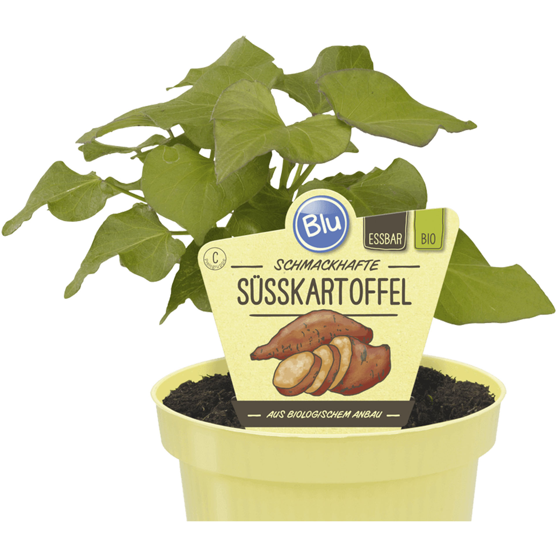 BIO Süßkartoffel BIO Süßkartoffel