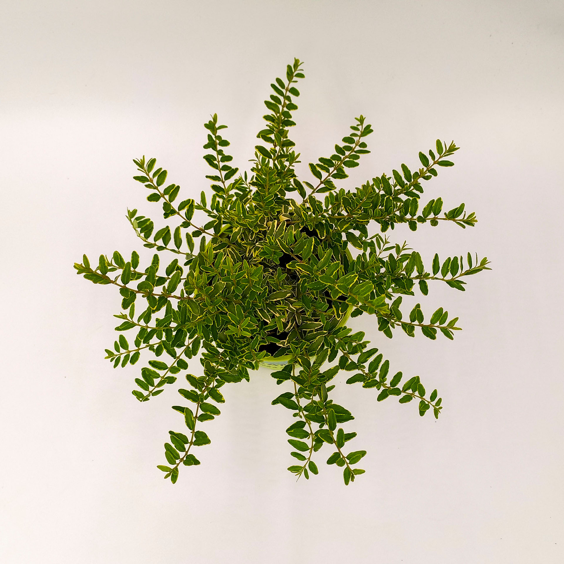 Gelbgrüne Heckenkirsche Lemon Queen 2