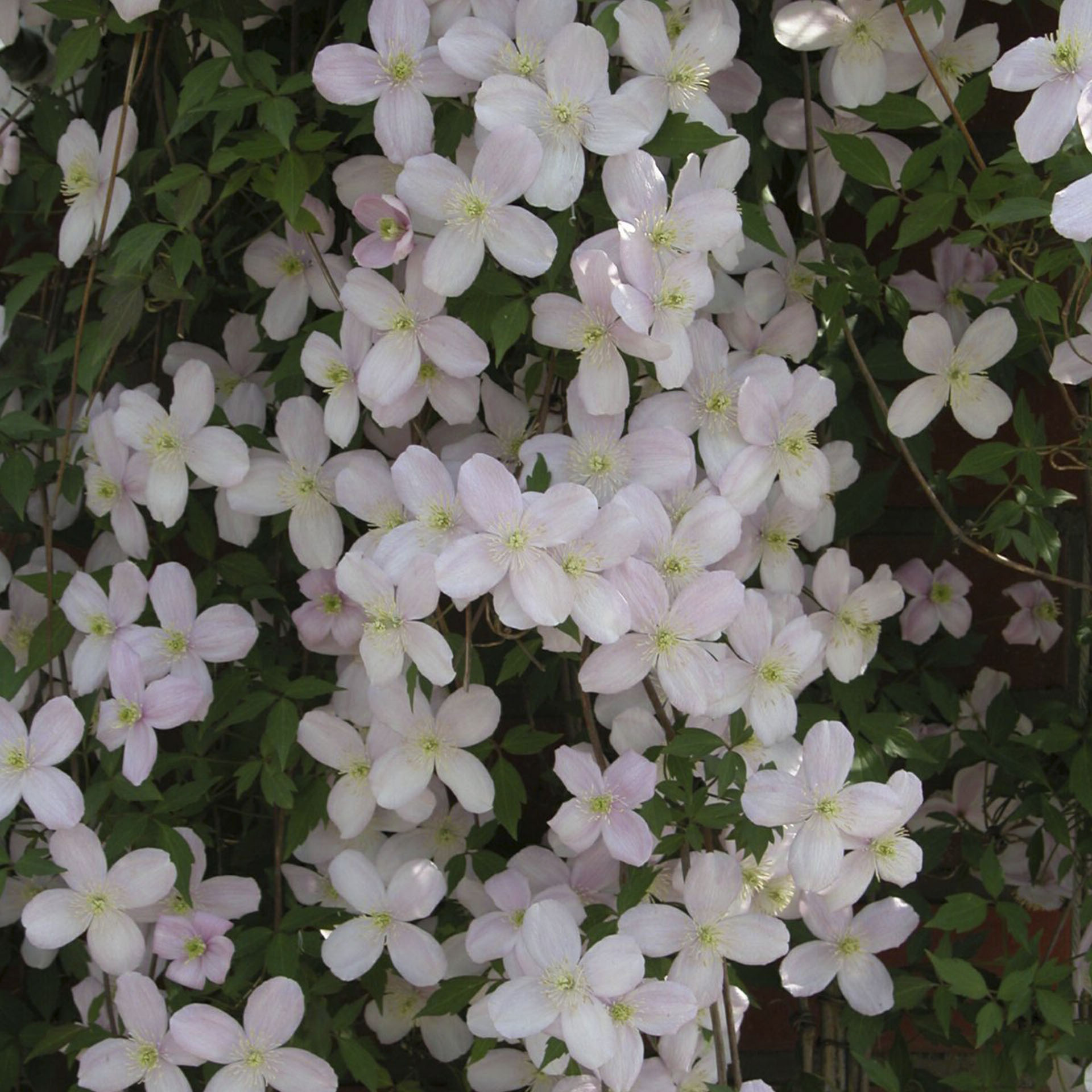 volle Blütenpracht der Clematis Rubens
