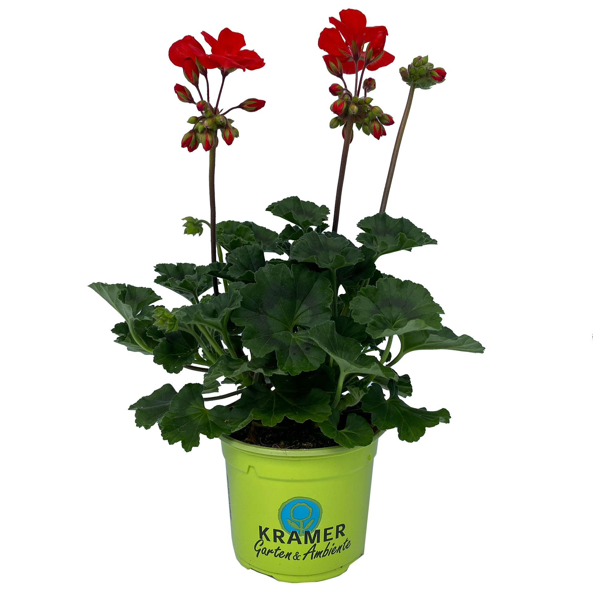 Geranie stehend 'Dolce Vita Mylena' - Pelargonium zonale, 12cm Topf Geranie stehend 'Dolce Vita Mylena' - Pelargonium zonale, 12cm Topf