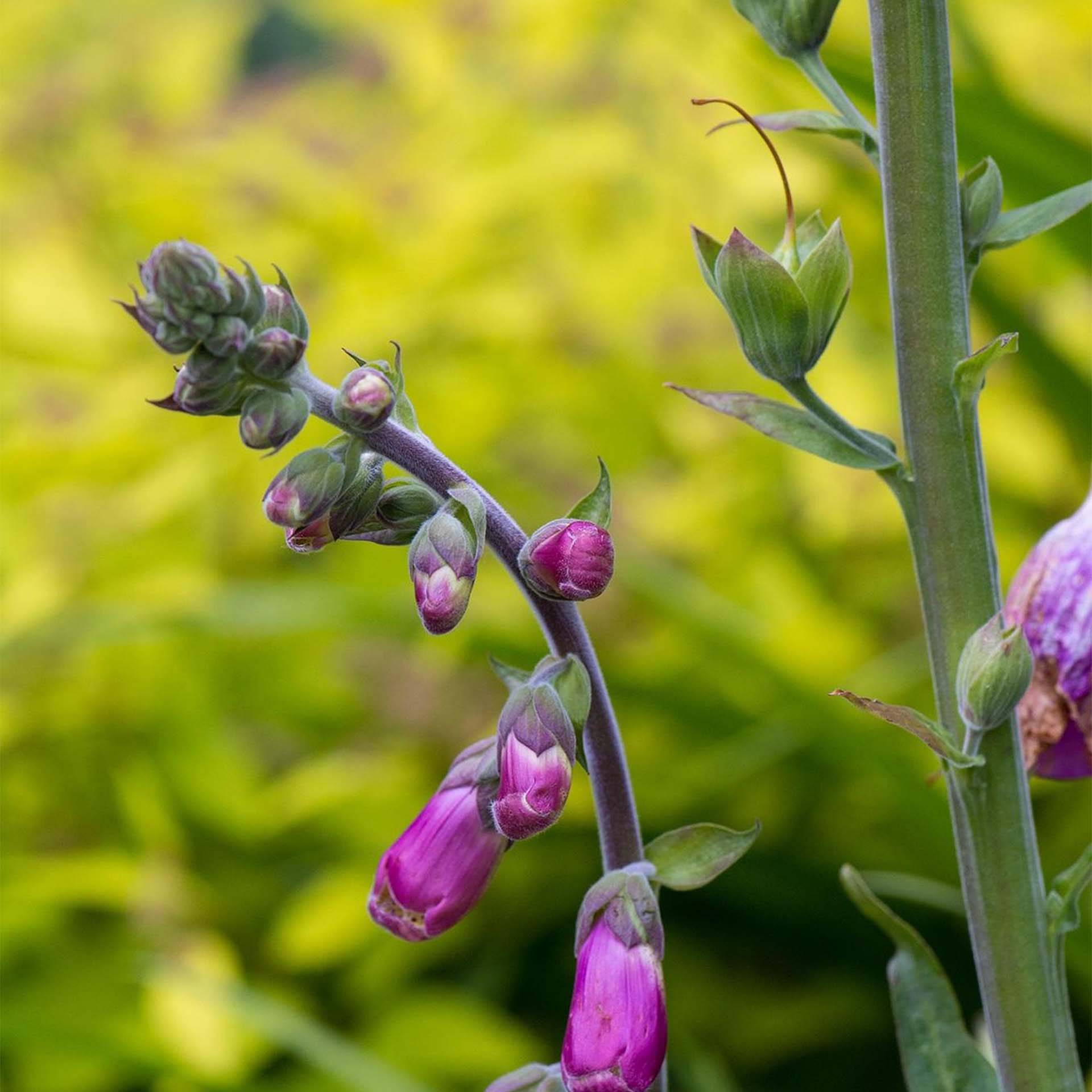 Blume, Knosp, Lila, Stängel, Grüner Hintergrund