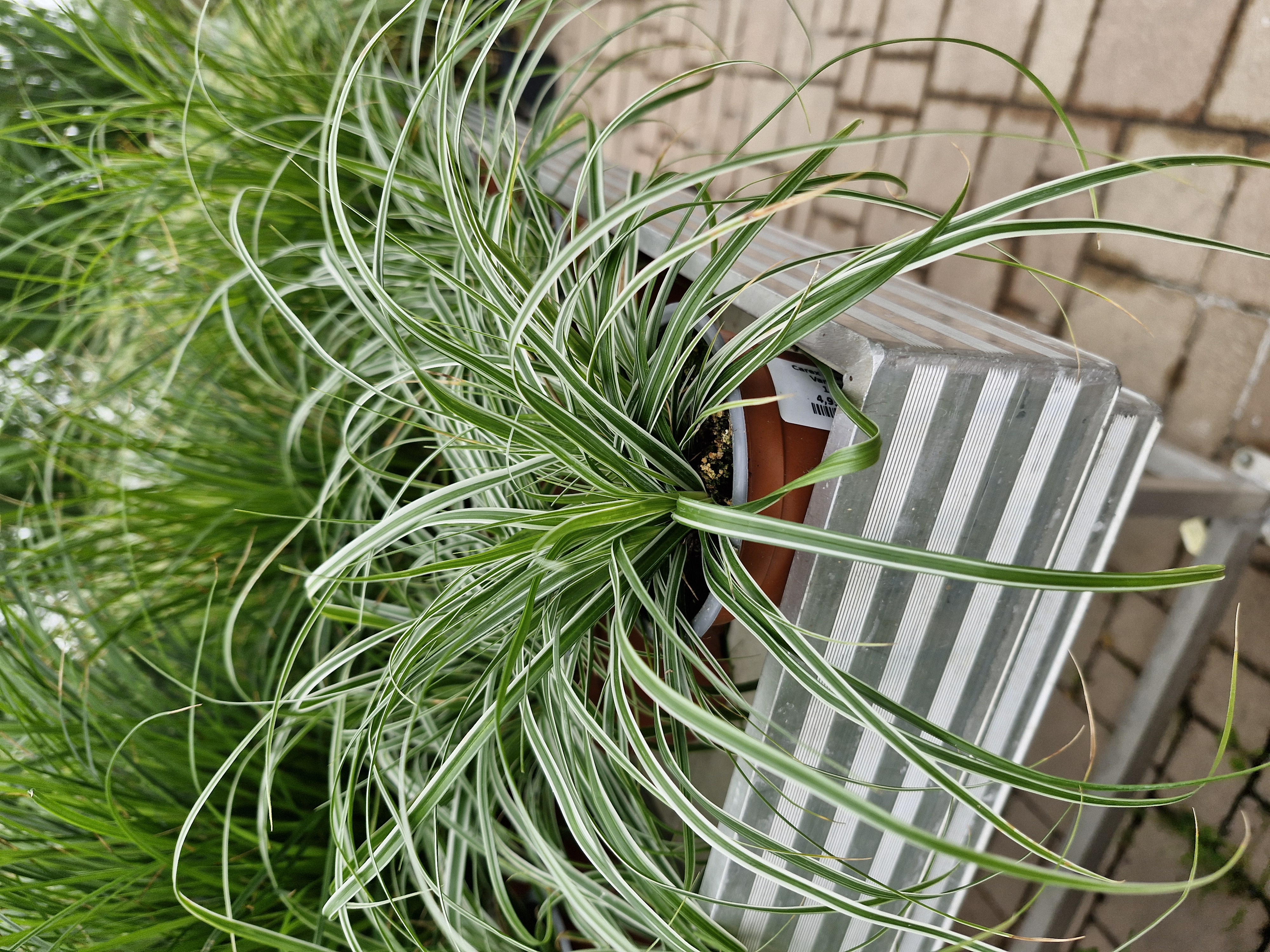 Pflanze, Pflanze im Topf, Bewuchs, Pflanzgefäß, Töpferei