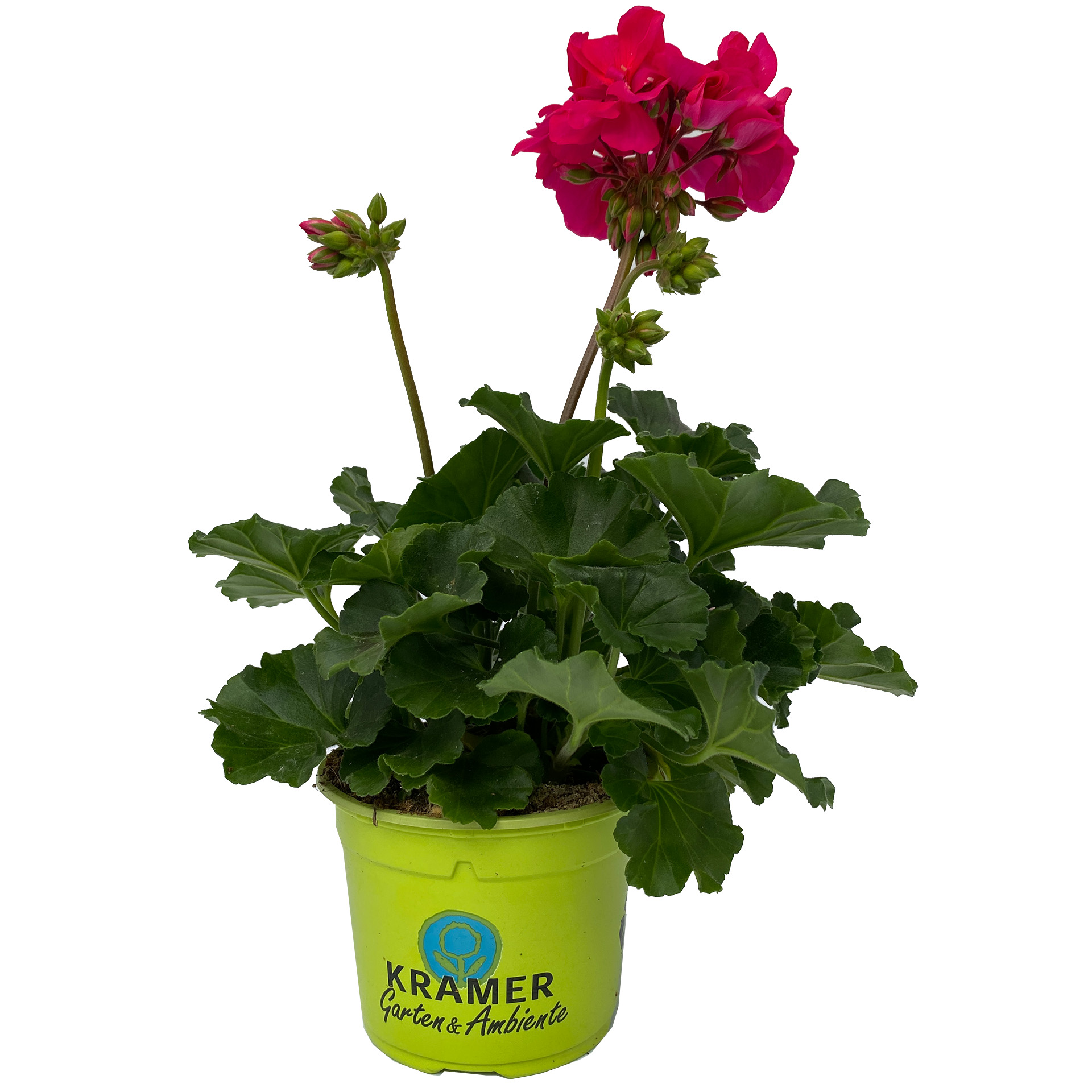Geranie stehend 'Neona' - Pelargonium zonale, 12cm Topf Geranie stehend 'Neona' - Pelargonium zonale, 12cm Topf