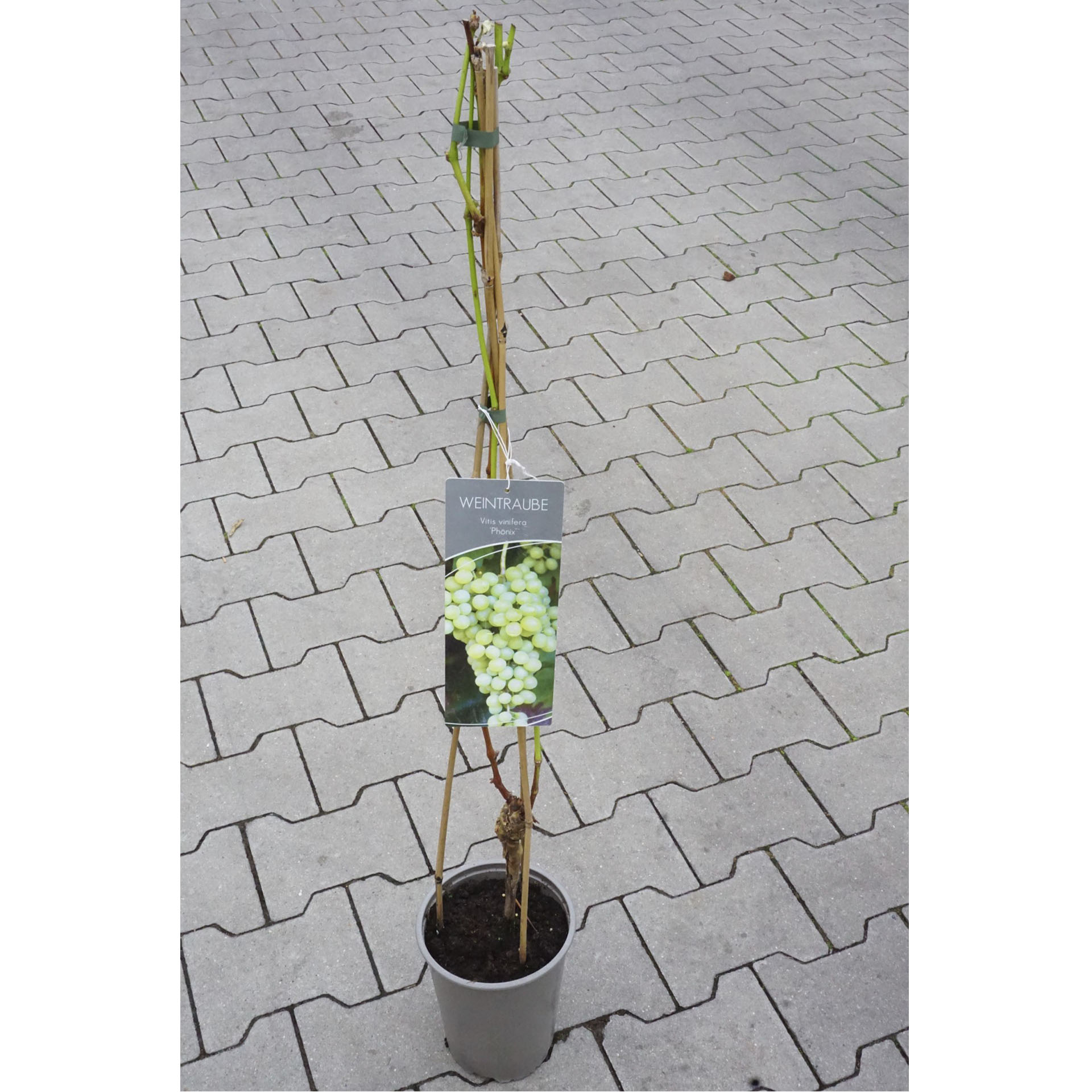 Weinrebe Phönix in Pflanztopf mit Pflanzenstecker