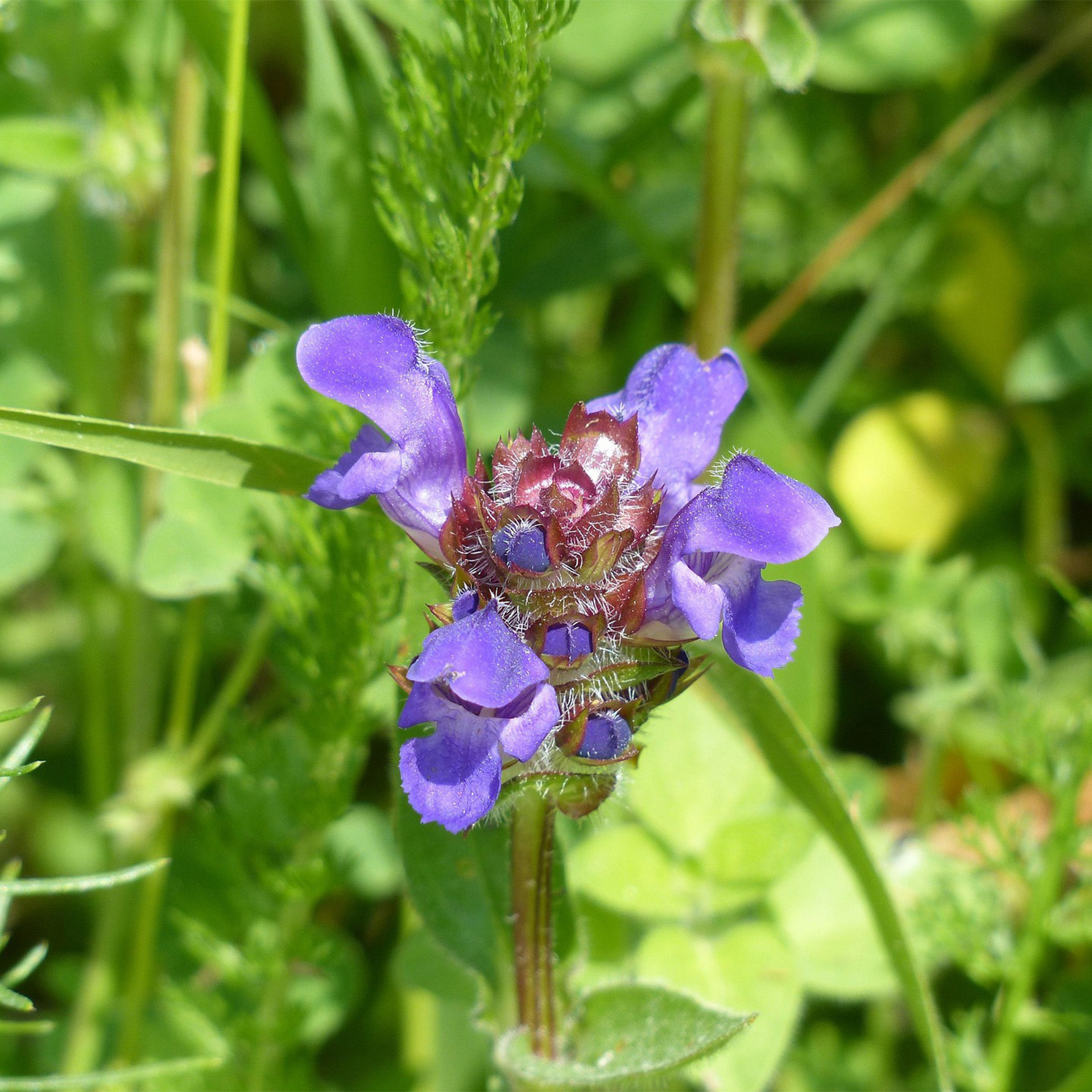 blume, violett, pflanze, blüten, blüte
