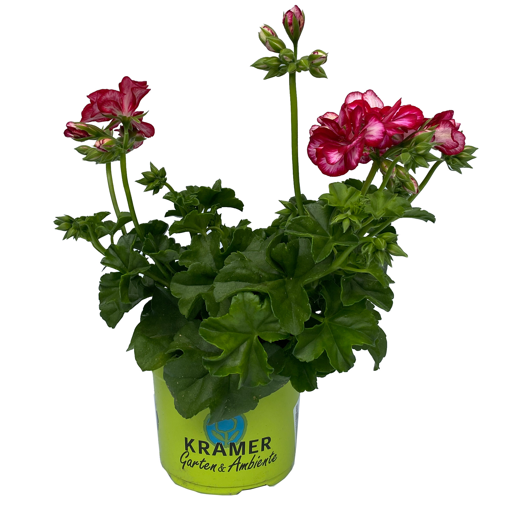 Geranie hängend 'Medio Lollipop Mariska' - Pelargonium peltatum, 12cm Topf Geranie hängend 'Medio Lollipop Mariska' - Pelargonium peltatum, 12cm Topf