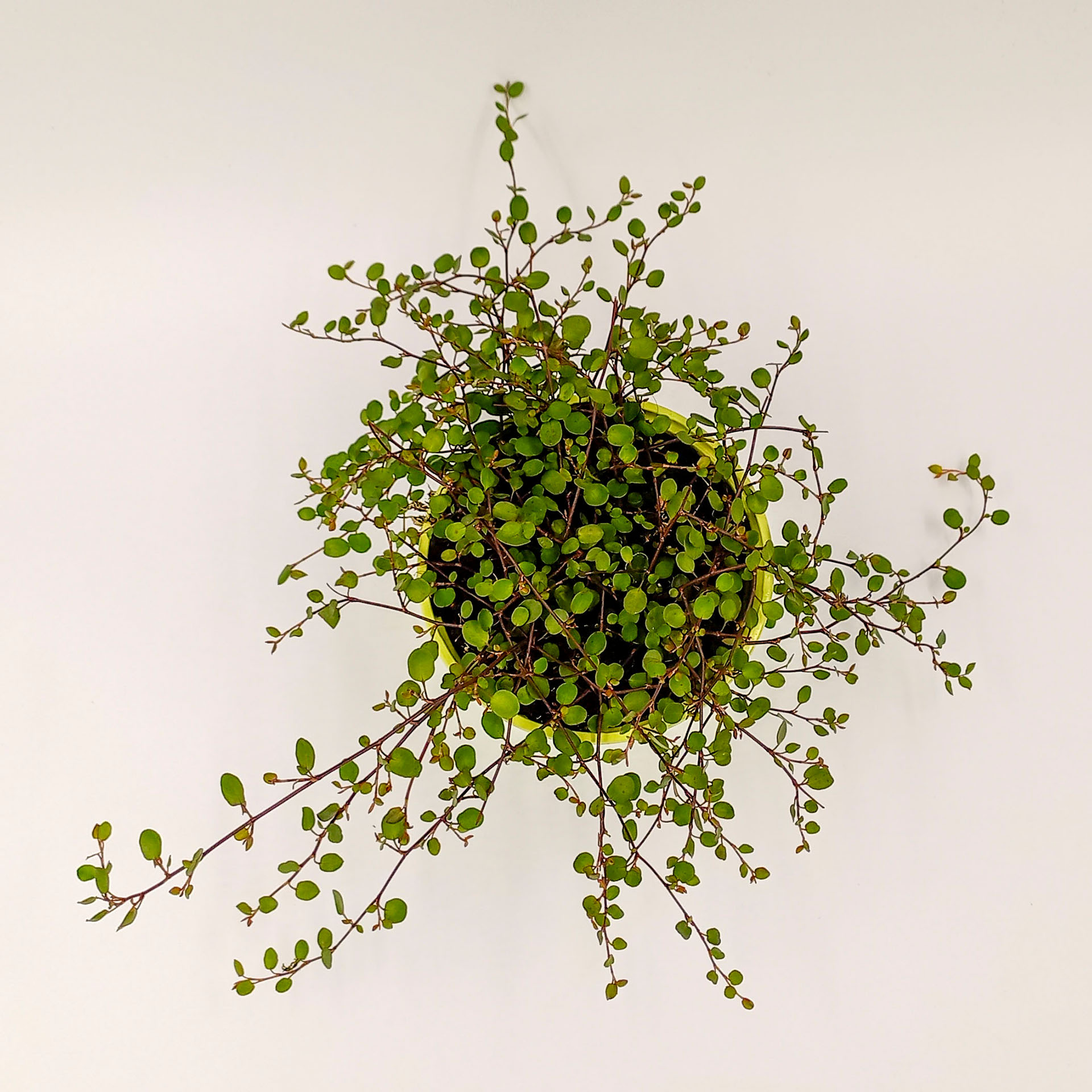 Drahtstrauch 2 Zwergstrauch Herbstbepflanzung