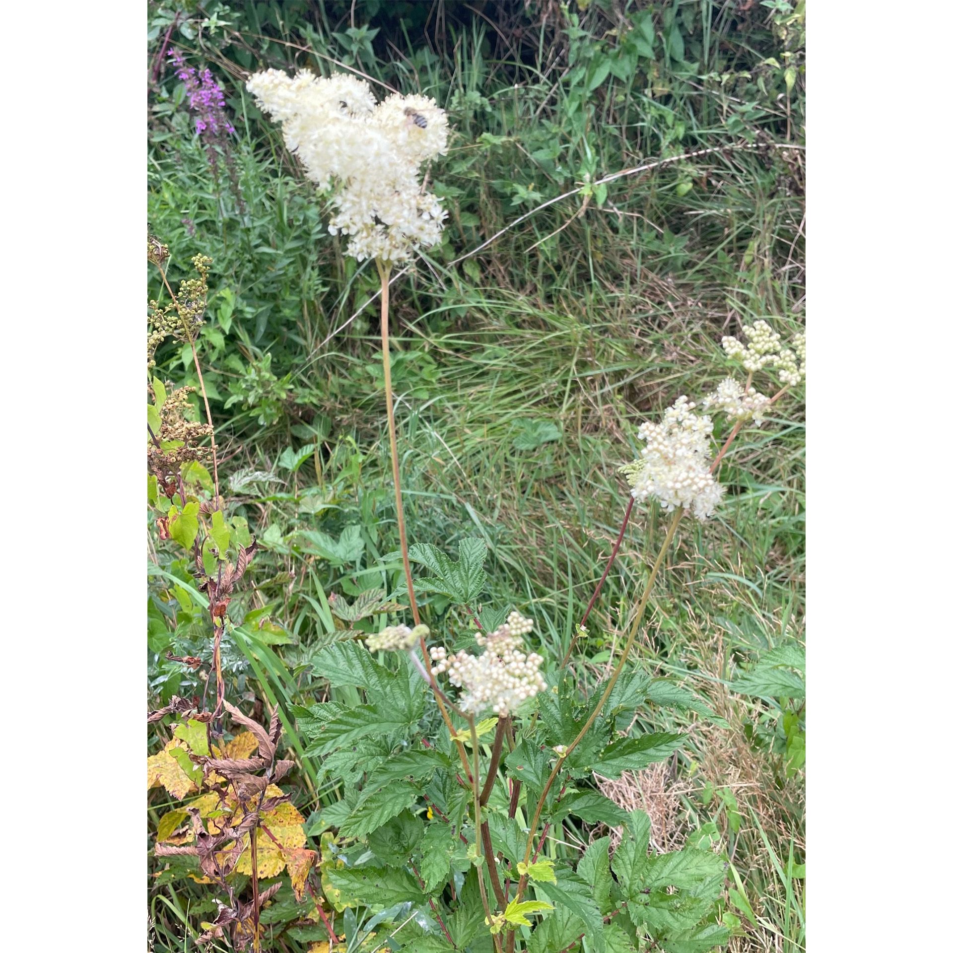 Stängel mit blüten, Blume, Kräuter, Vegetation, Gras, Apiaceae