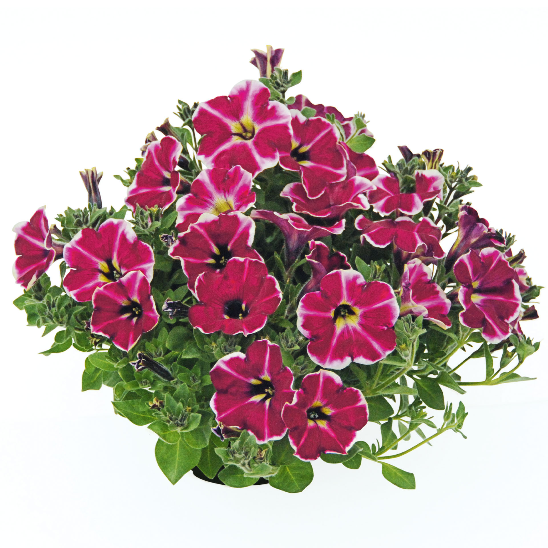 Petunie - Petunia 'Cranberry Blast', 12cm Topf Petunie - Petunia 'Cranberry Blast', 12cm Topf
