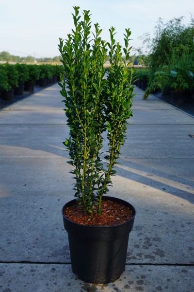 Ilex crenata 'Fastigiata'