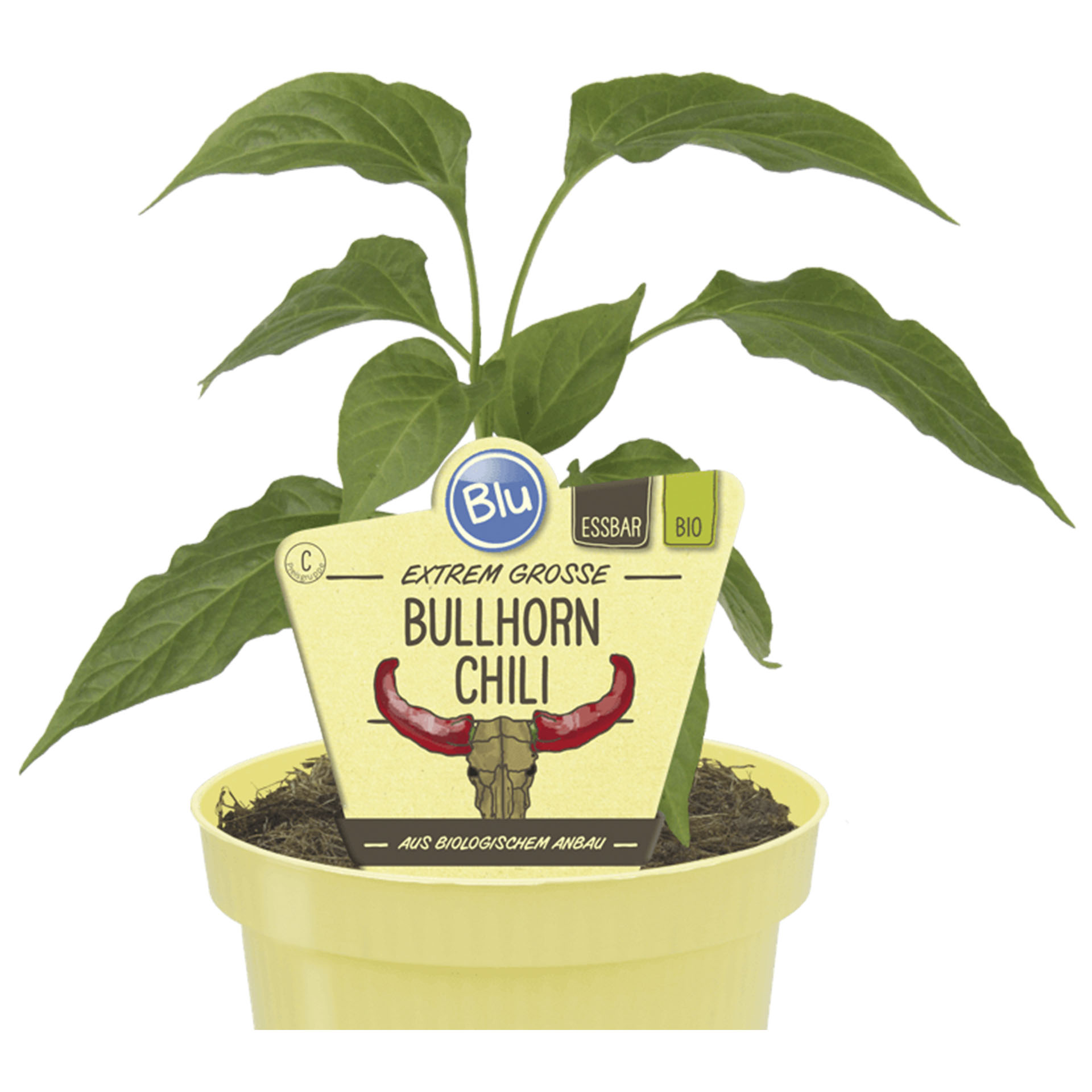 Pflanztopf mit Bullhorn Chili und Pflanzenstecker