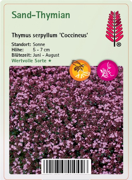 Sand-Thymian - Thymus serpyllum 'Coccineus' Blume, Blütenblatt, Pflanze, Purpur, Papier