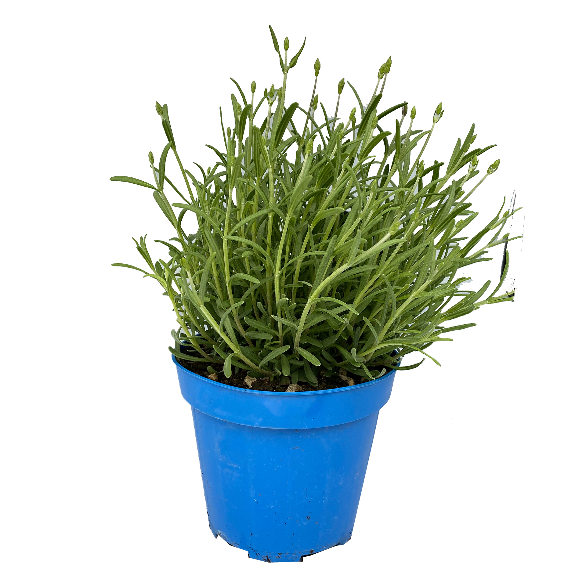 Lavendel - Lavandula angustifolia 'Hidcote Blue', 12cm Topf Lavendel - Lavandula angustifolia 'Hidcote Blue', 12cm Topf