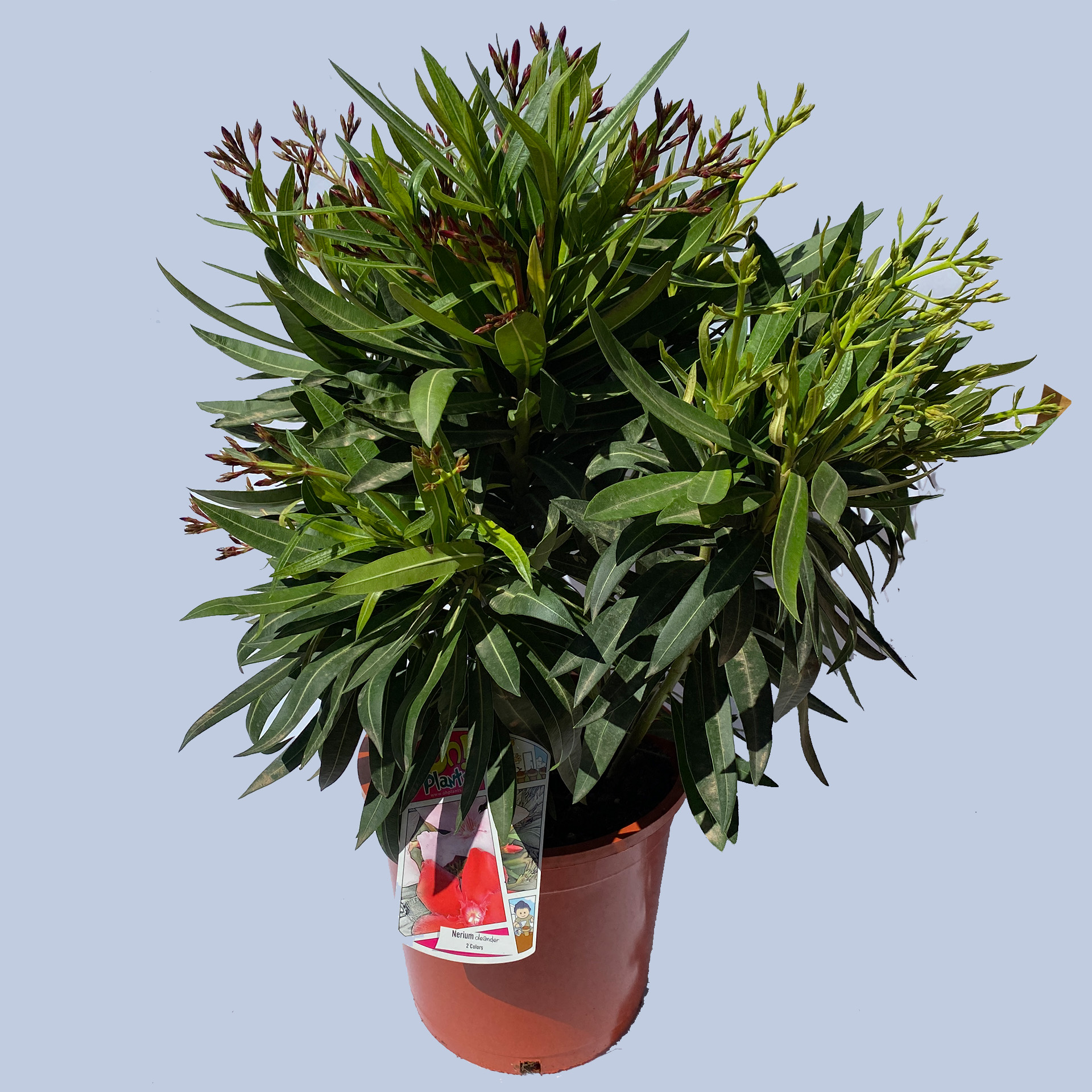 Oleander Trio Oleander Trio