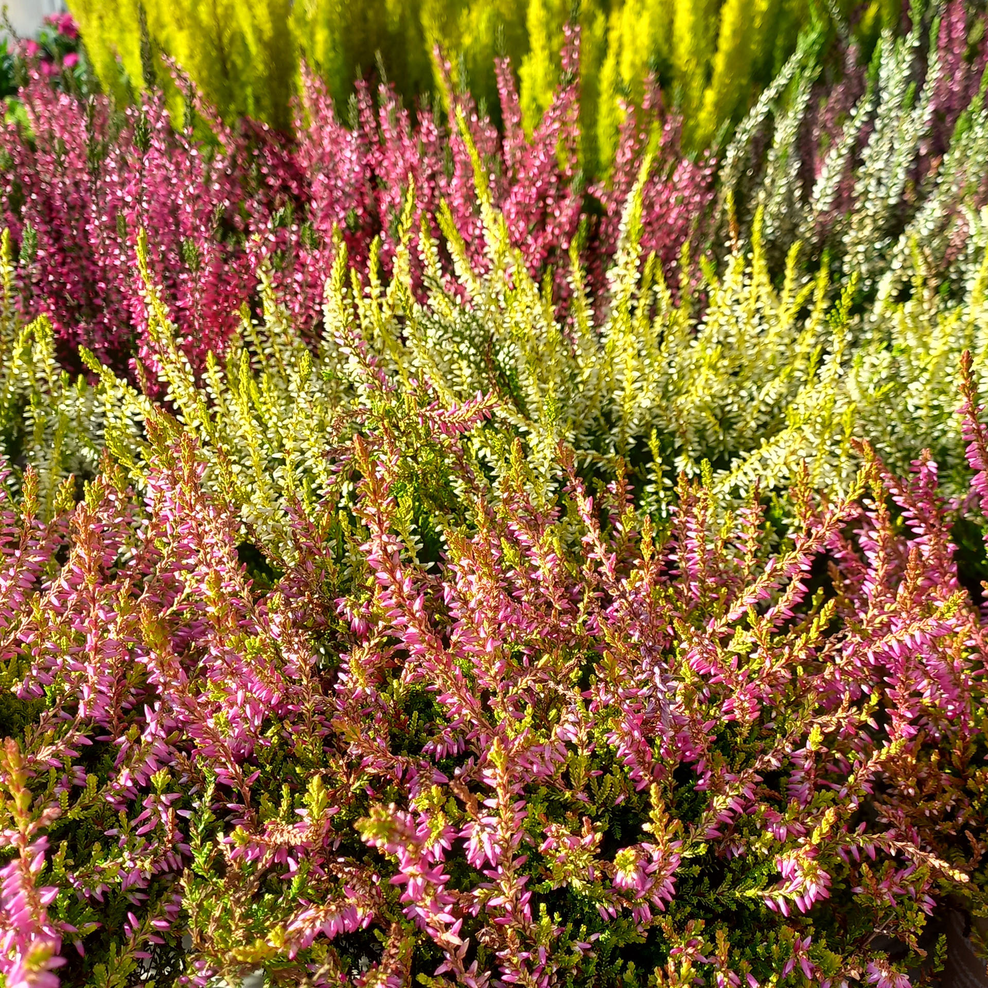 Knospenblüher/Besenheide - Calluna vulgaris Knospenblüher/Besenheide - Calluna vulgaris