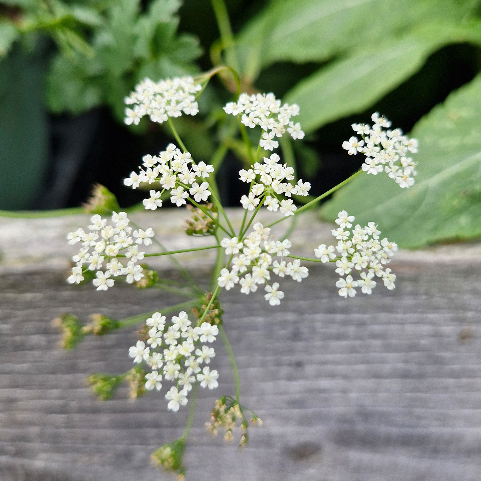 weiße blütendolden, Blume, Pflanze, Apiaceae