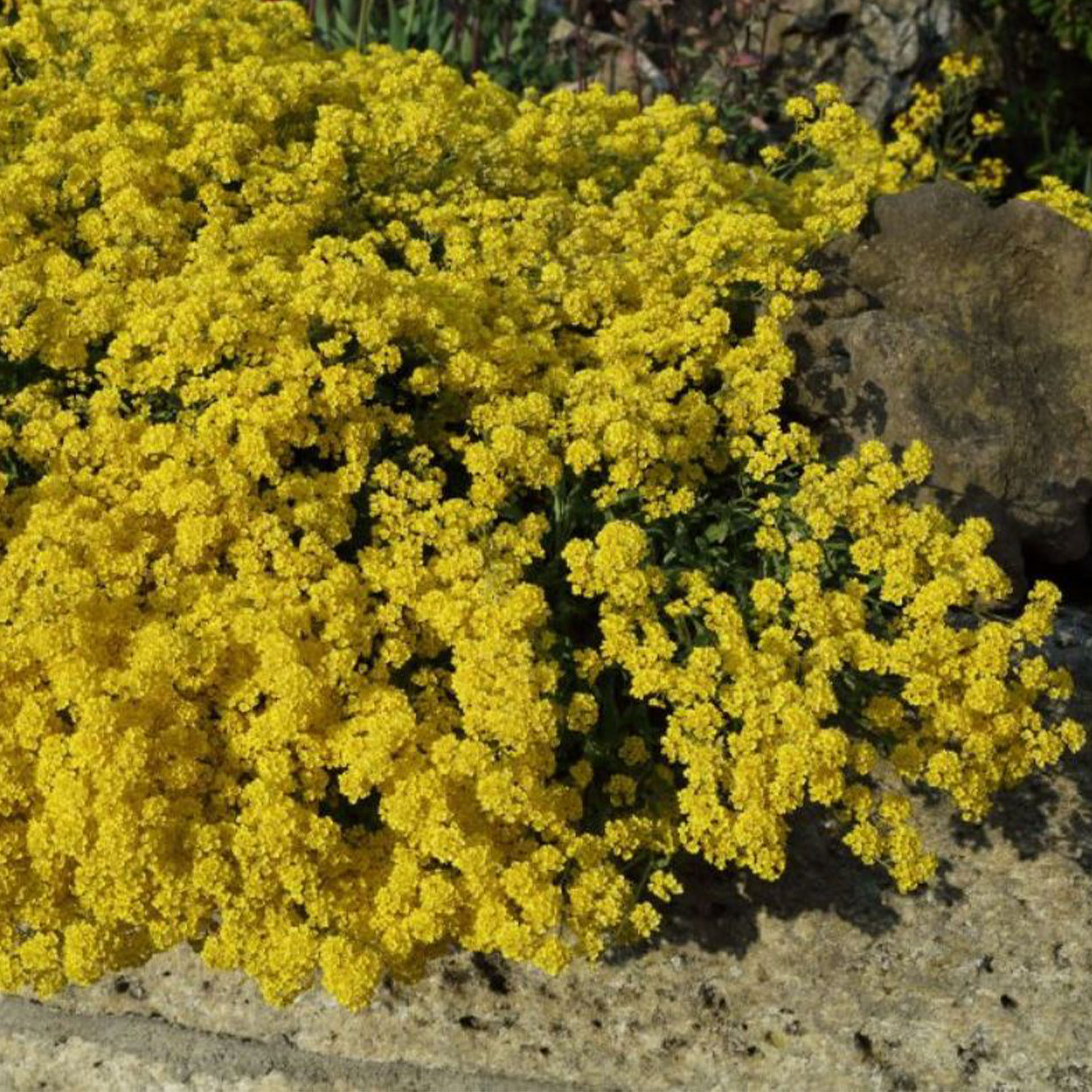 Pflanze, Vegetation, Busch